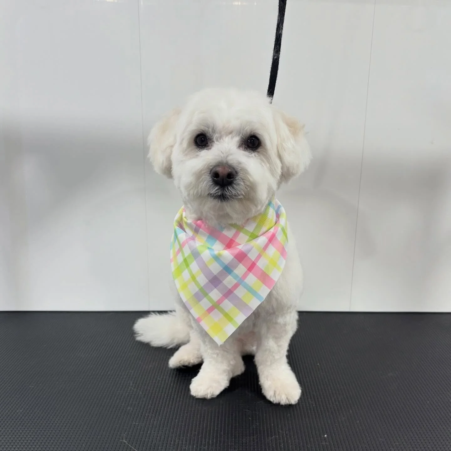 Miss.Betsy ready for Easter 💖