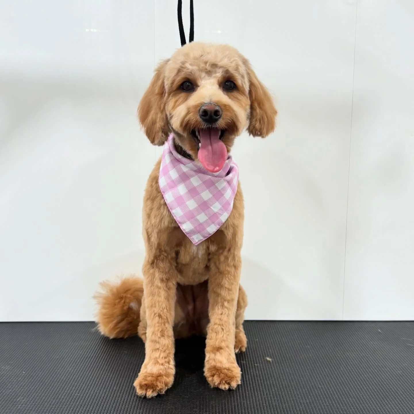 Ginger&rsquo;s Good Friday glow-up! 💜✨