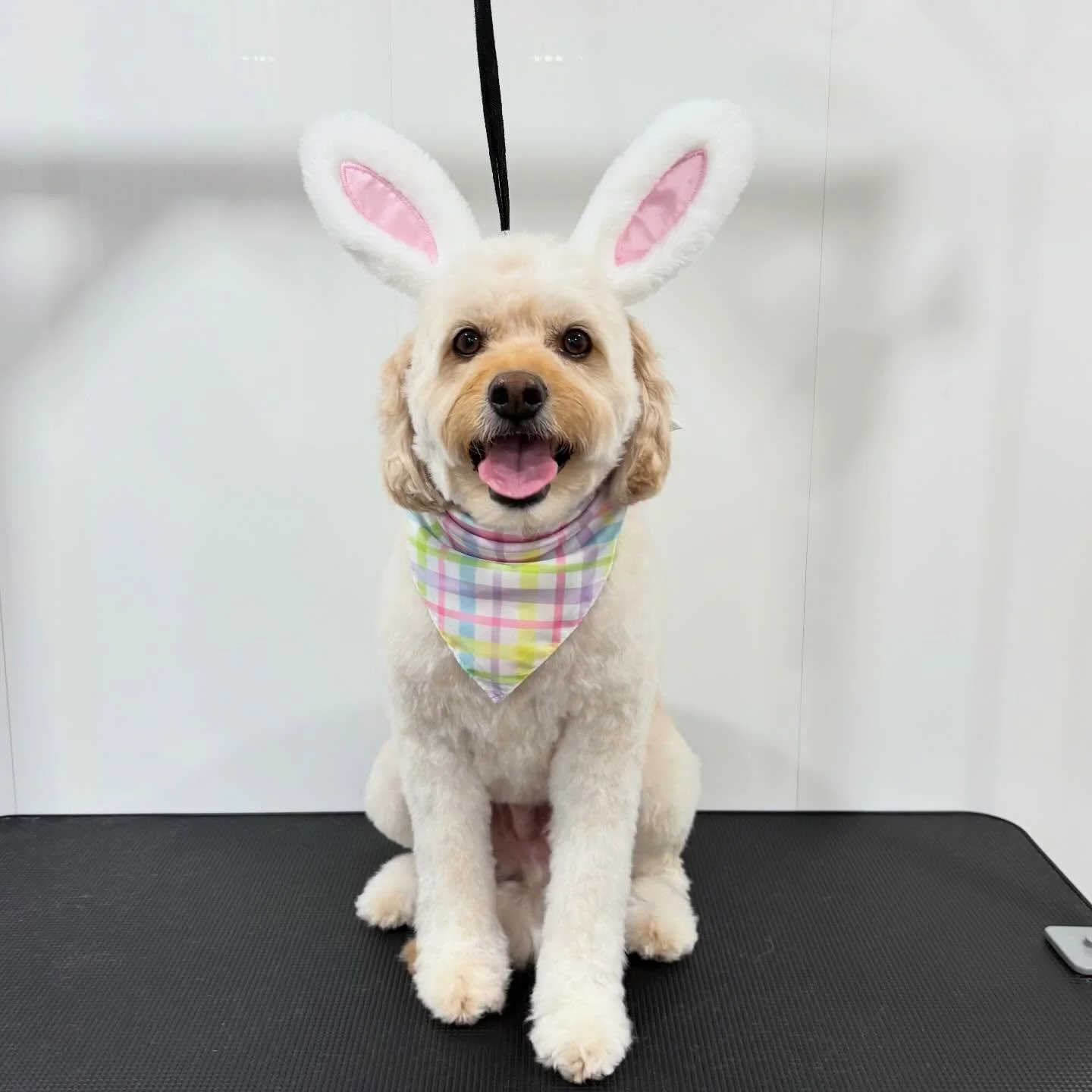 Hoppy Easter every bunny!!🐰💕🐣🪺