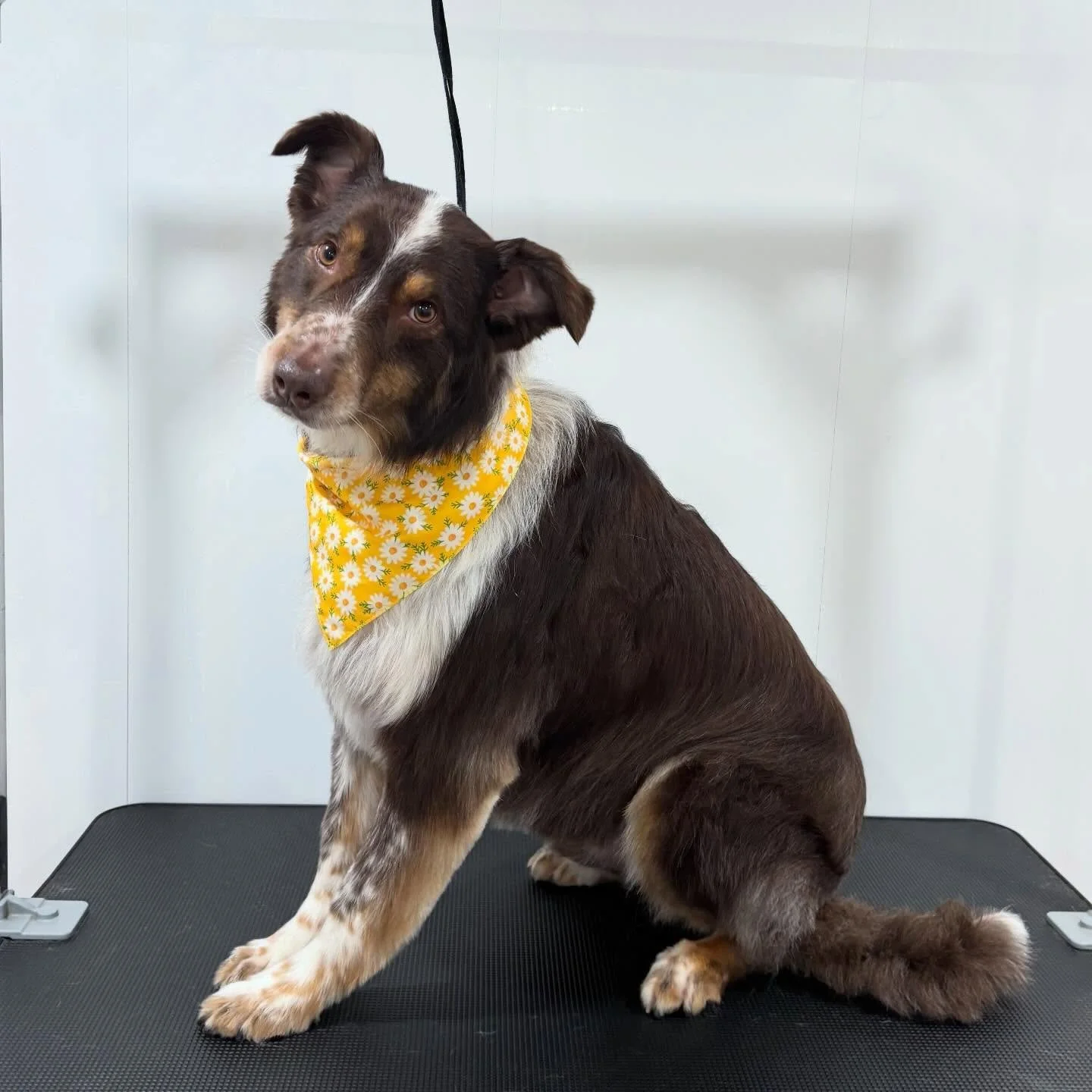 Dallas is feelin&rsquo; fresh as a field of daisies 💛🌼