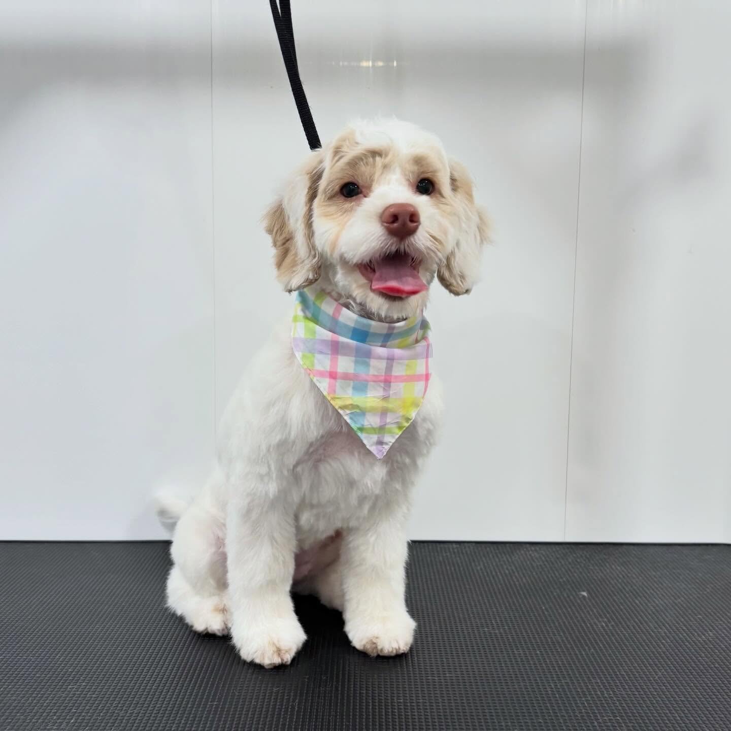 Fallon&rsquo;s first groom! 😌💕