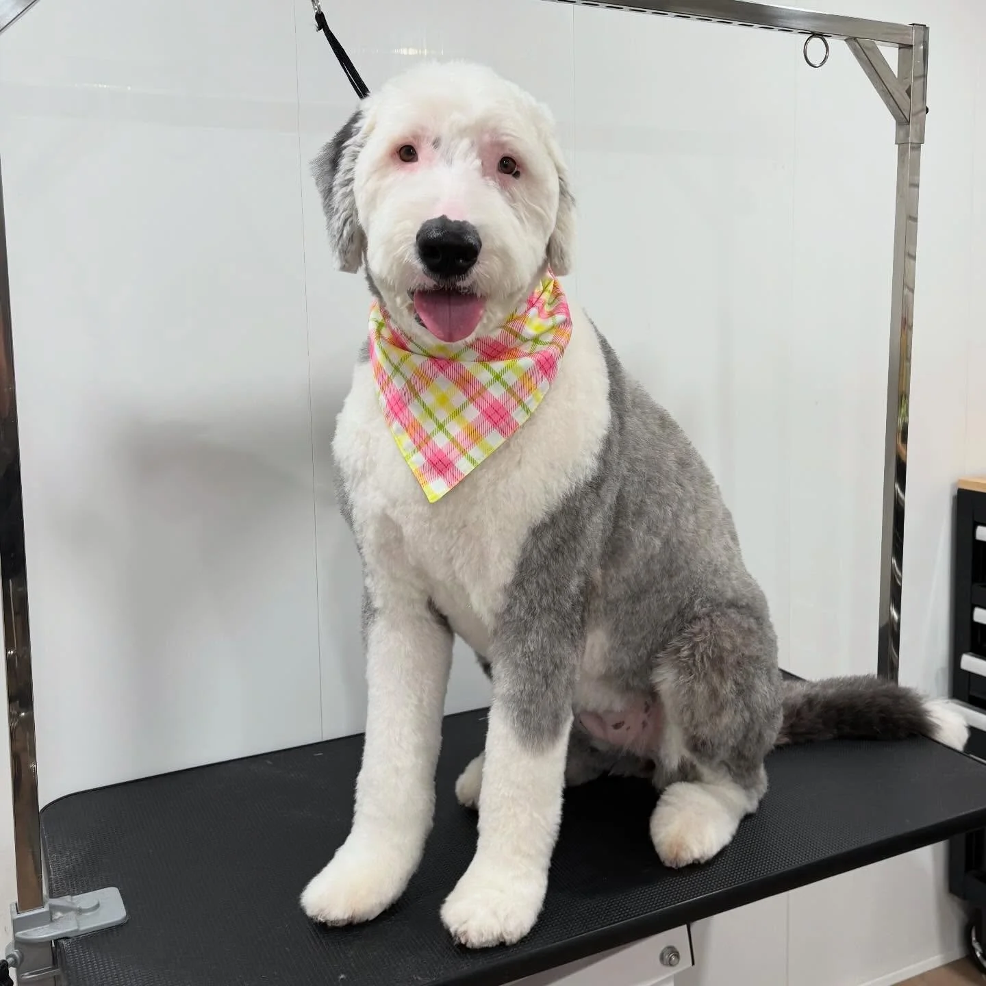 Millie all fluffed up &amp; feelin fab 💕😊