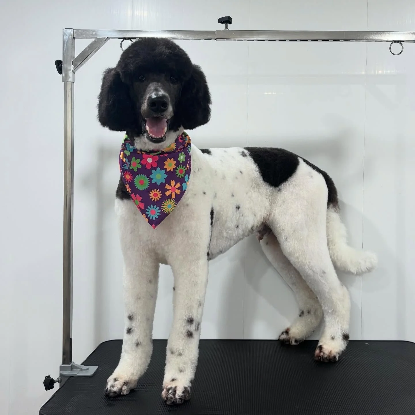 Groovy groom for Mr.Beamish 💜🕺🏼