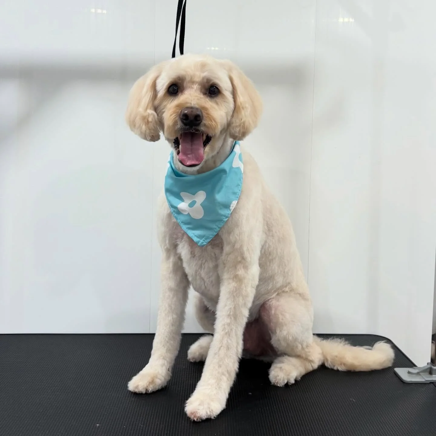 Nash all neat &amp; tidy! 🩵