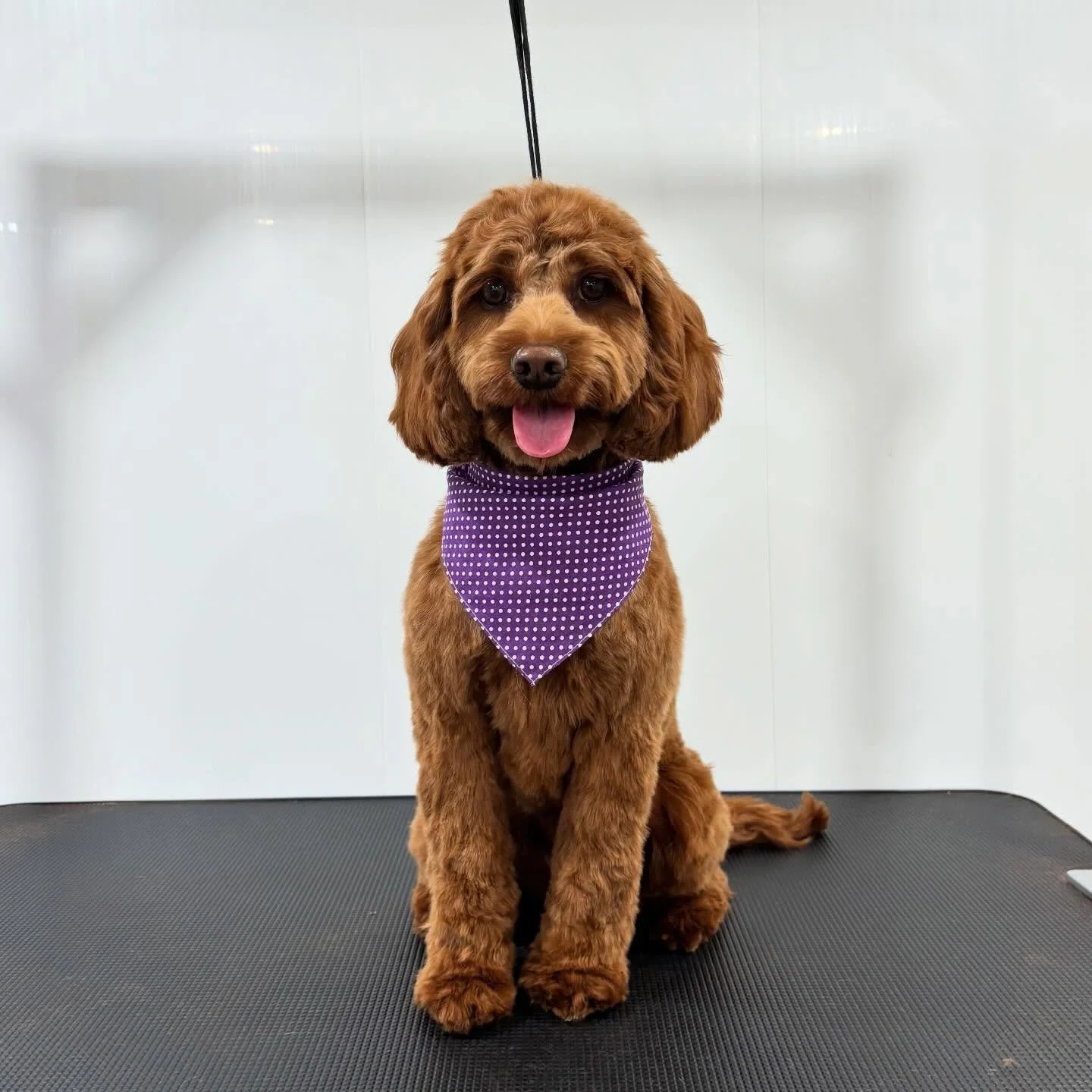 Winnie The Poohbear 🧸💜