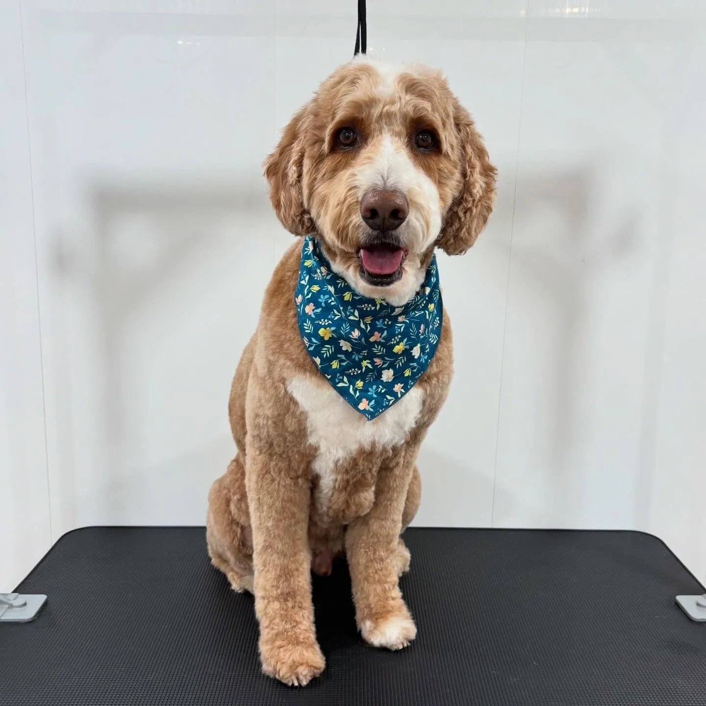 Mumford the stud muffin! 🥹💙