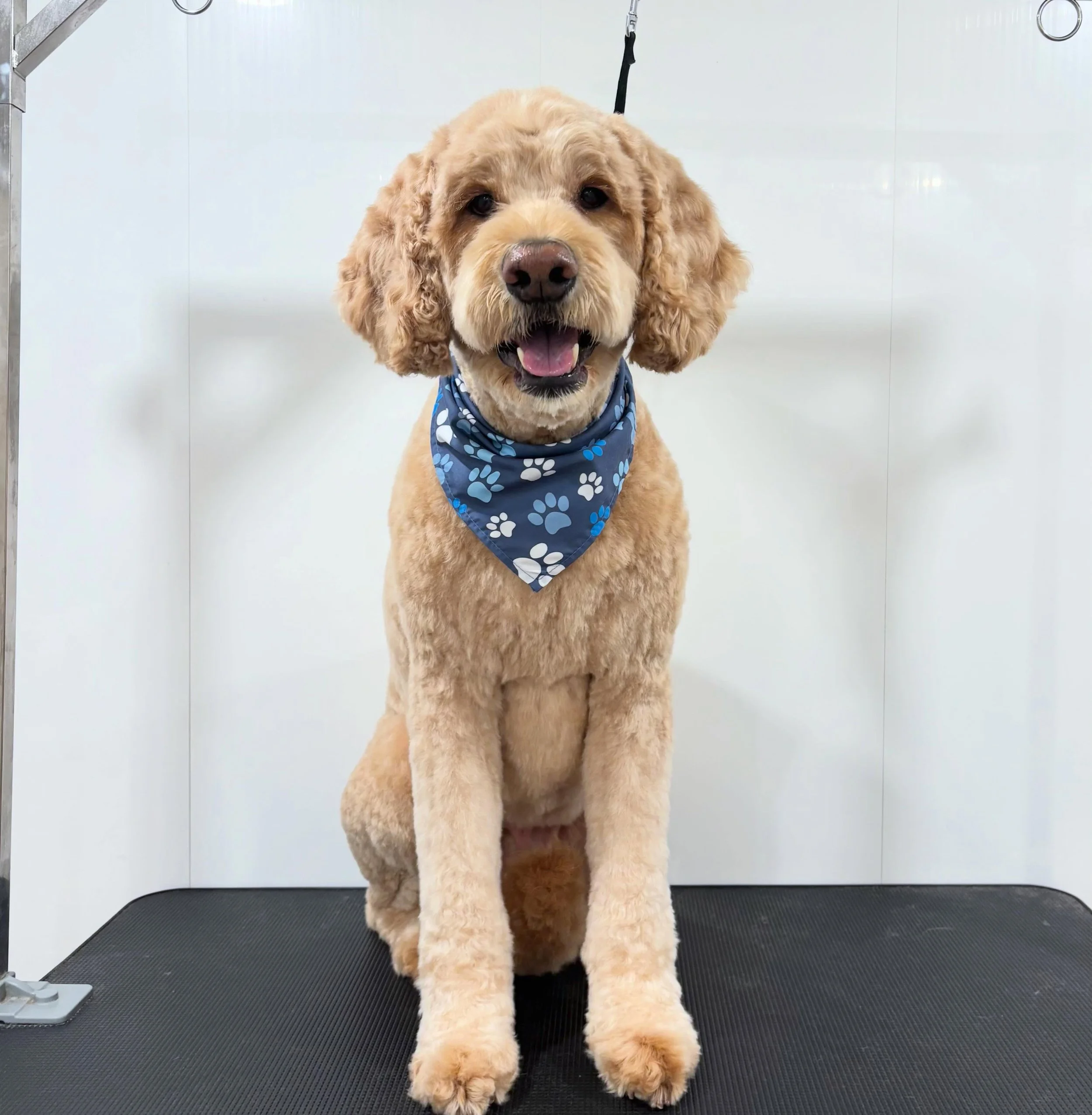 Bailey 💙🦴🩵