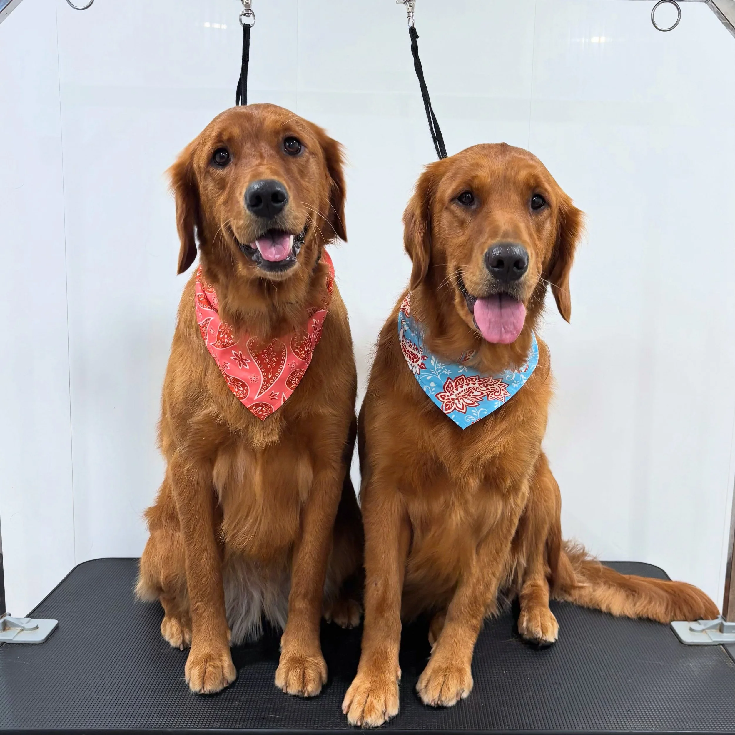 Golden girls: Remi &amp; Frankie 🧡