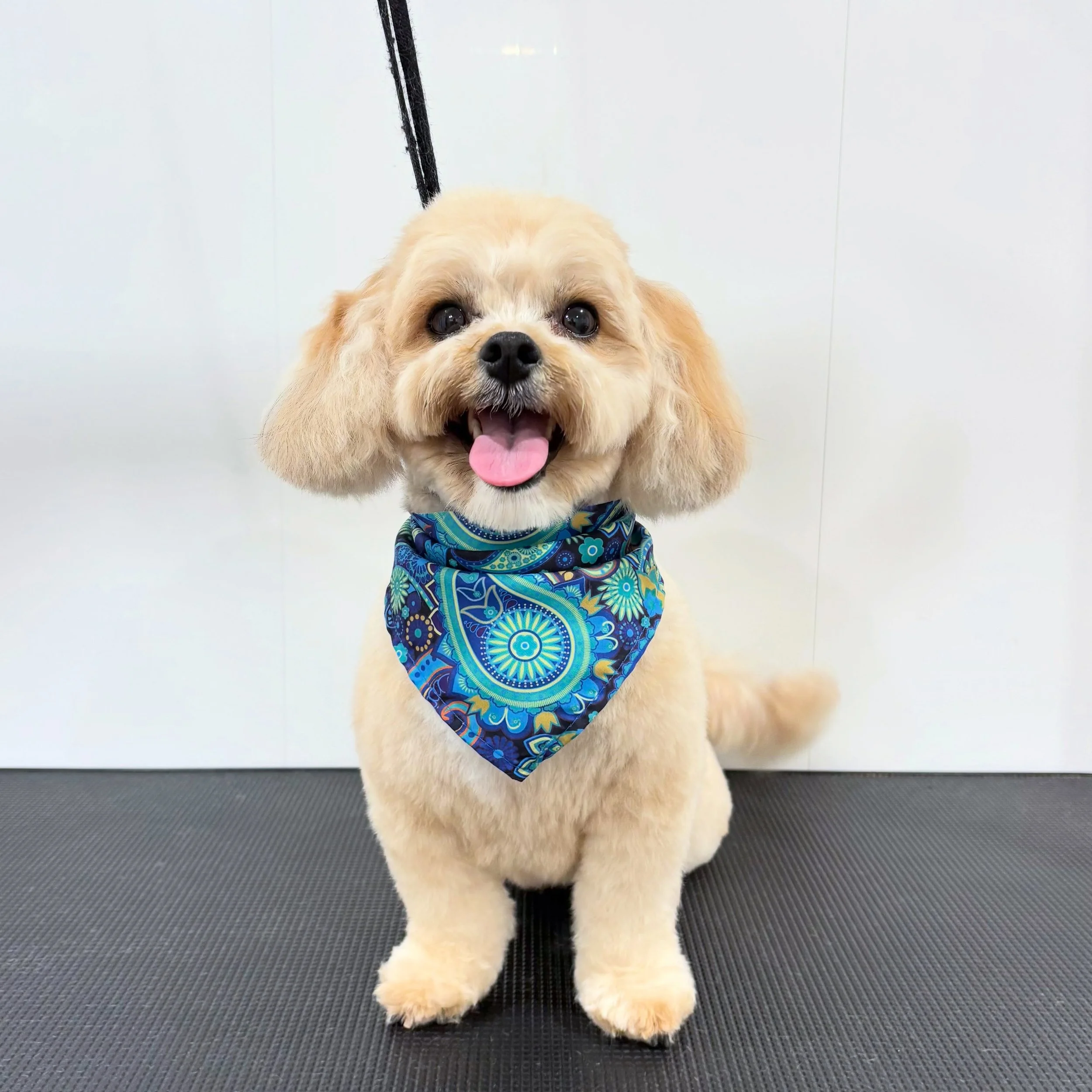 Archie 💙
