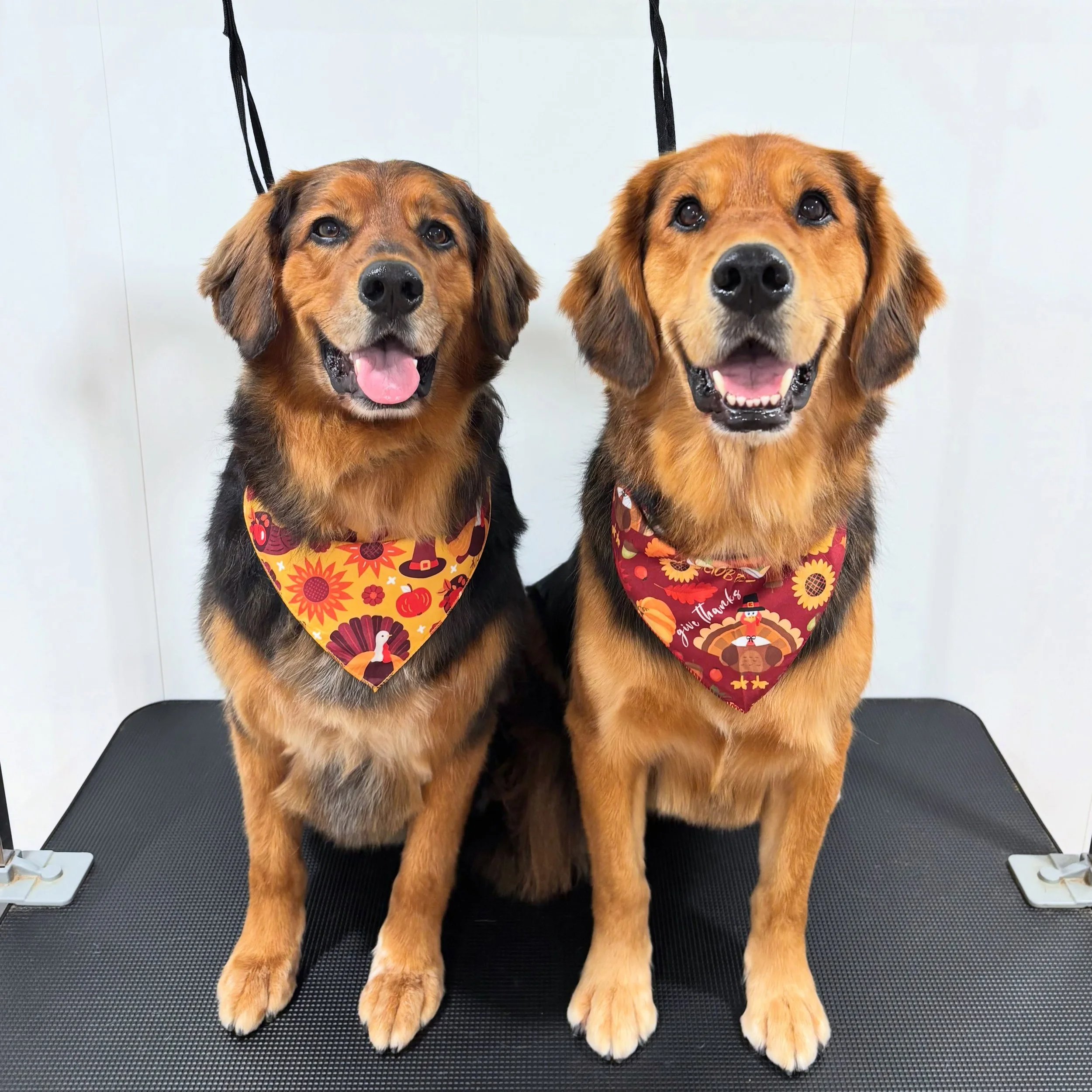 Happy Thanksgiving Turkeys!😊🦃 Love Beau &amp; Bruce ❤️ (Father &amp; Son)