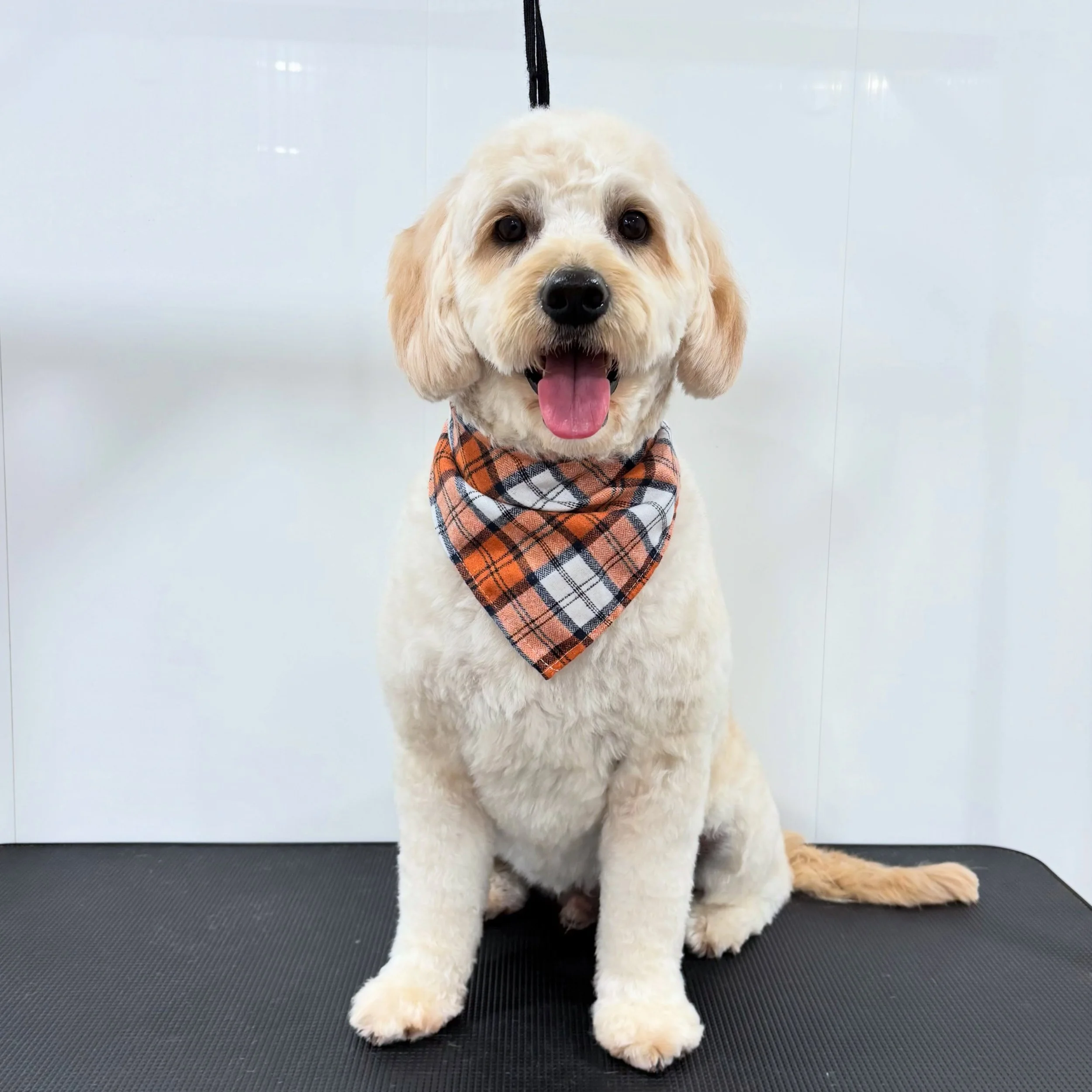 Milo 🧡