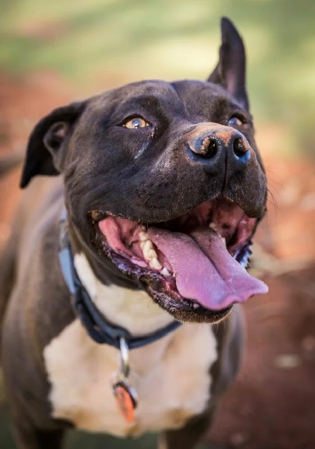 Close-up of a happy, smiling dog, the namesake of Ocker Brewing
