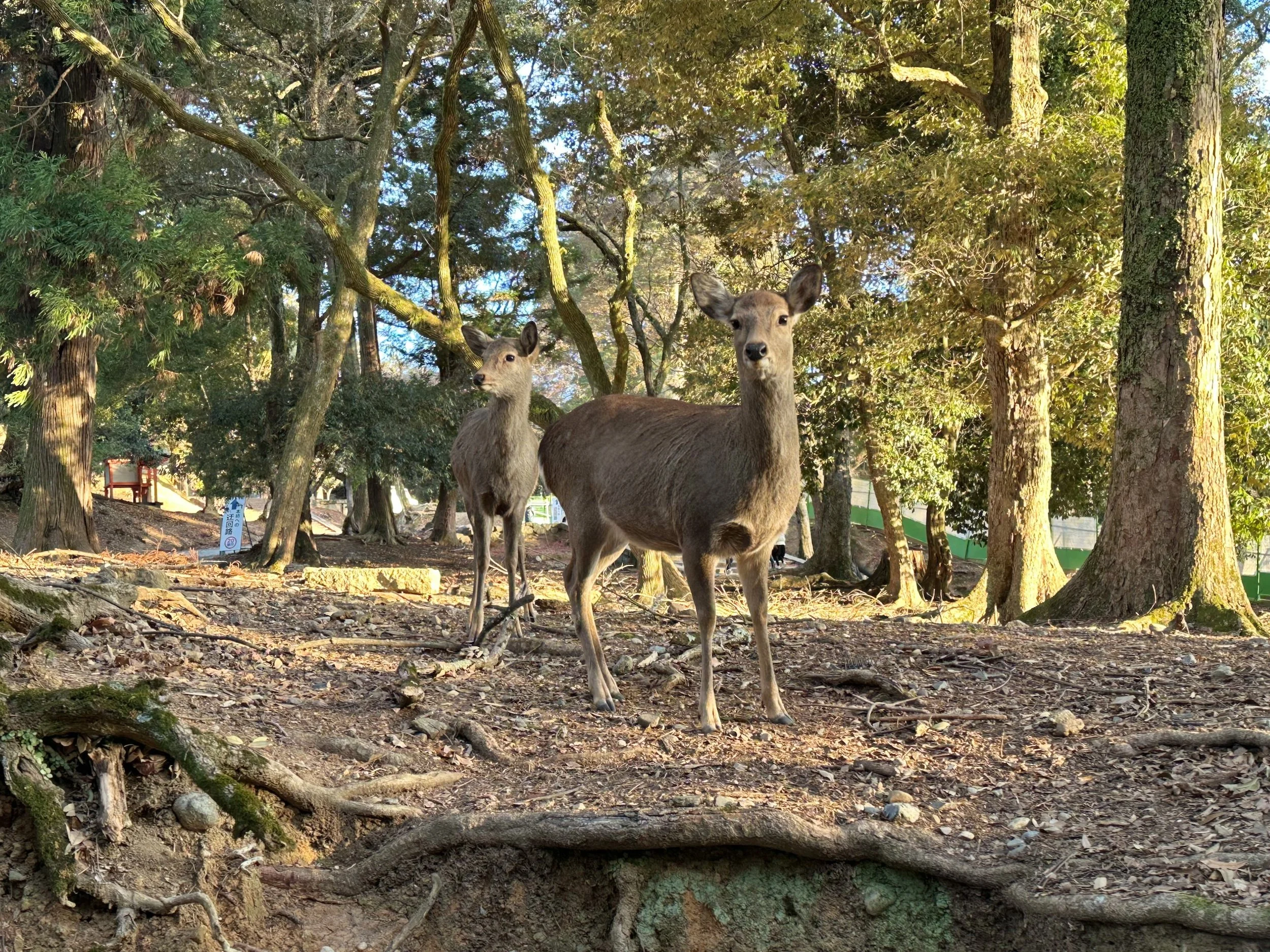 TODAI-JI AND NARA DEER PART2