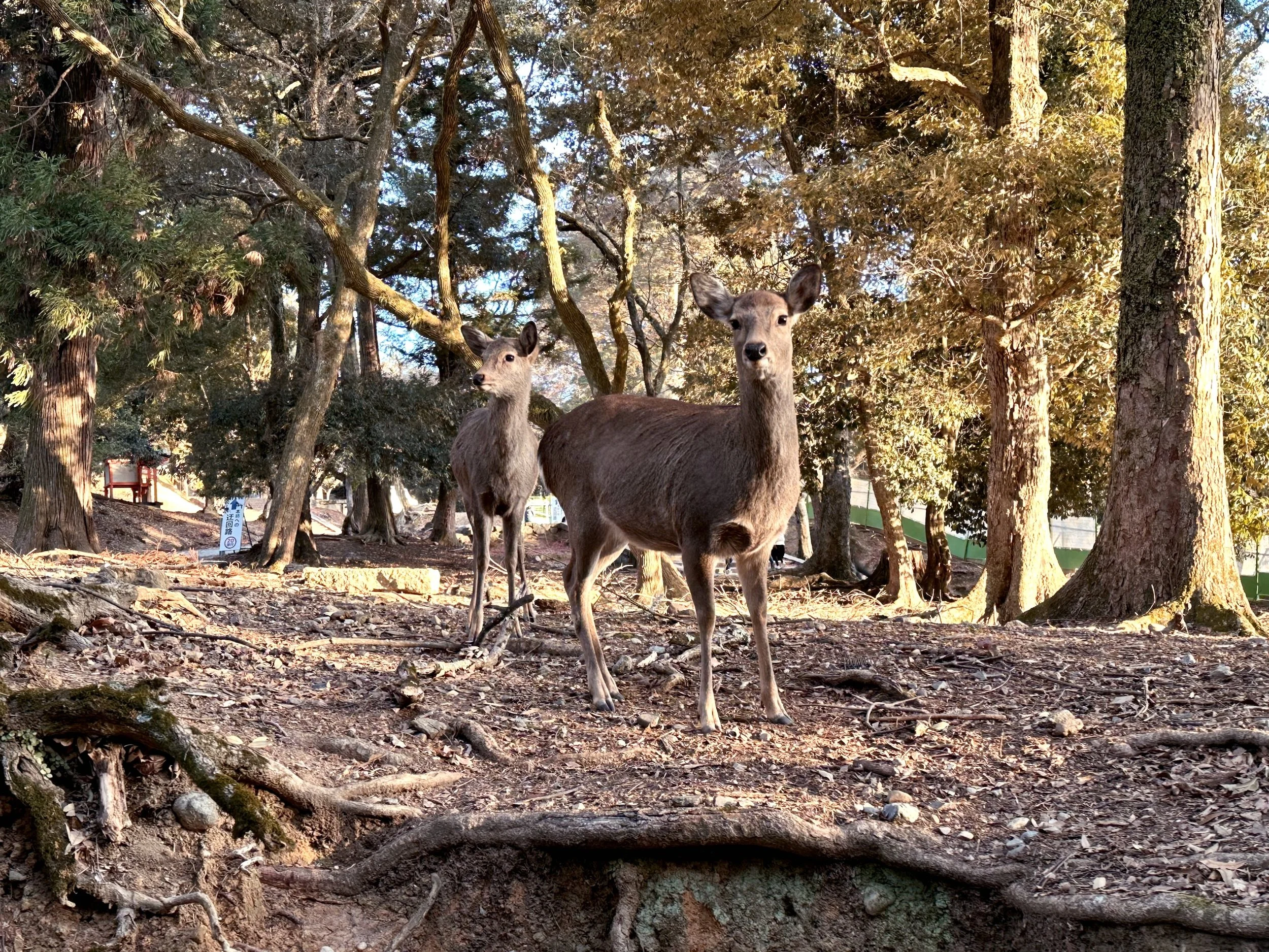 TODAI-JI AND NARA DEER PART2