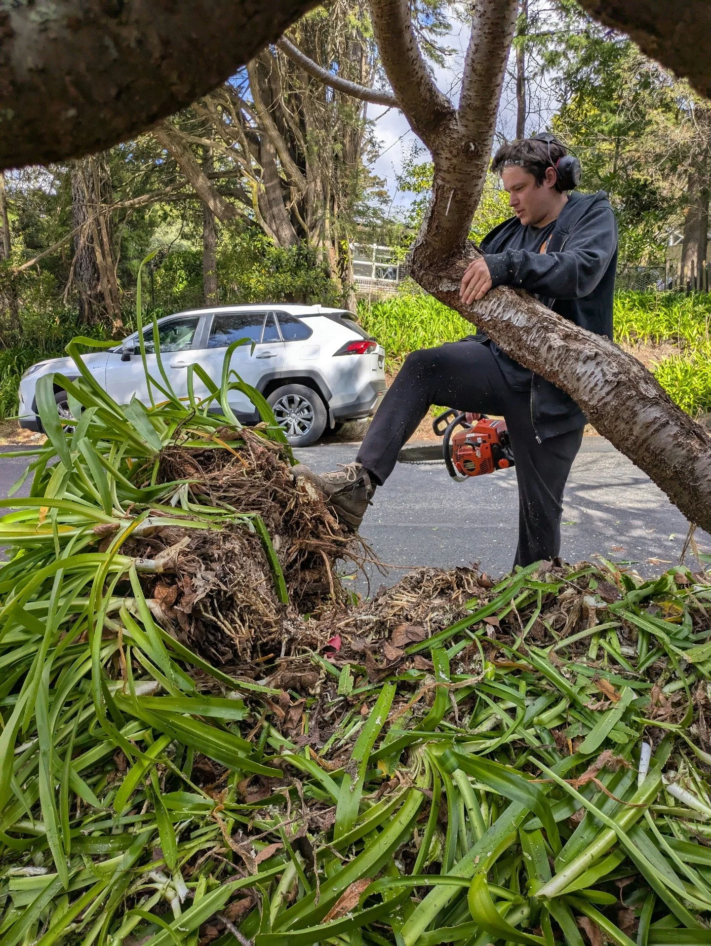 🌿 BEHIND THE SCENES | WENTWORTH FALLS 🌿

From overgrown weeds to mulched paradise ready for planting ✨

Our team made significant progress at this Wentworth Falls garden last week:
⛏️ Removed hefty piles of invasive agapanthus and stubborn ivy
💪 L