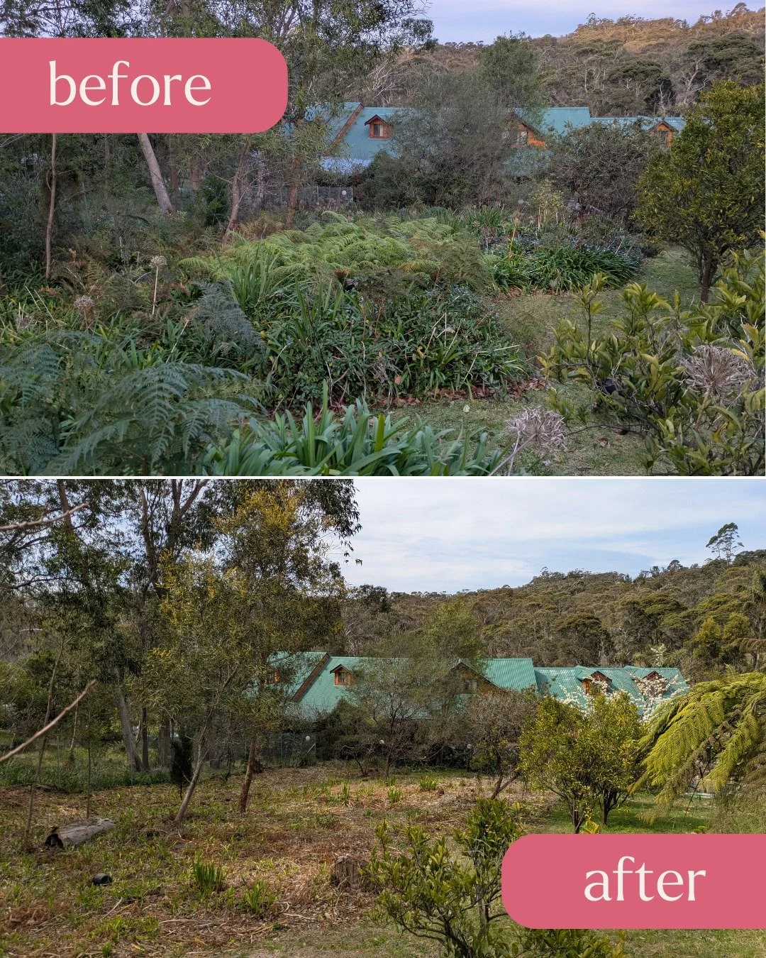 🌿 WEED ELIMINATION | HAZELBROOK 🌿

From overwhelming overgrowth to showcasing this property's natural beauty! ✨

You might have seen our timelapse in August, cleaning up this Hazelbrook property that had become a breeding ground for aggressive weed