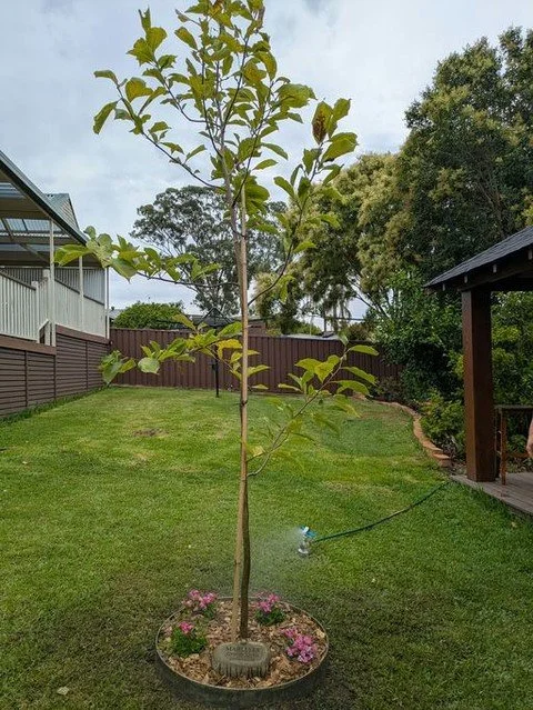 🌸 MEMORIAL MAGNOLIA | WERRINGTON 🌸
Sometimes our work is about more than just plants&mdash;it's about creating meaningful spaces for remembrance + healing.
When Dorota reached out, she wanted to create a special place to remember her beloved dog. T
