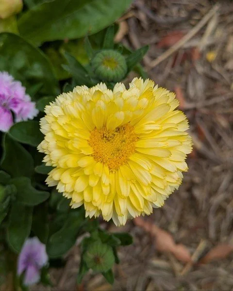 💛 GARDENS THAT LOVE YOU BACK 💛

At Protea Landscapes, we don't fight against nature&mdash;we work with it. Our horticultural knowledge runs deep, but it's our love of the natural world that truly guides our work. We understand natural systems, soil