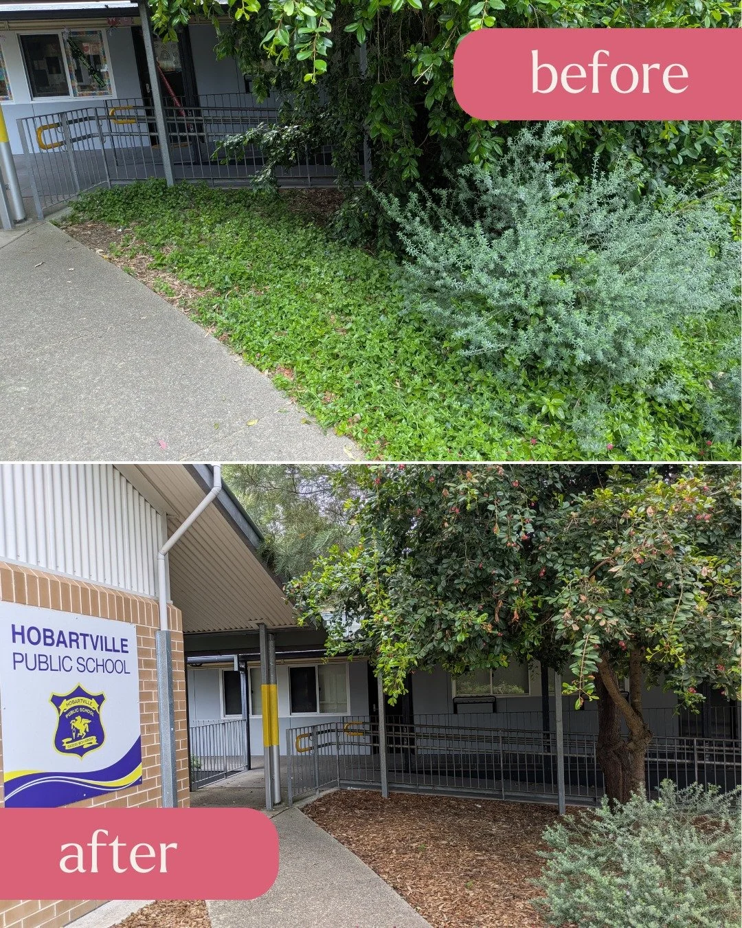 🦋 SCHOOL GARDEN MAKEOVER | HOBARTVILLE PUBLIC SCHOOL 🦋
While the students were on holidays, we gave Hobartville Public School's gardens some serious TLC 💚

This was a massive multi-day project transforming tired outdoor spaces into fresh, function