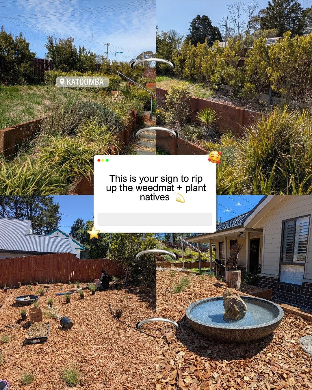 🌿 FROM WEEDY TO WILDLIFE PARADISE | KATOOMBA 🌿
This is your sign to rip up the weed mat + plant natives 💚

When Greg reached out about transforming his Katoomba garden, the first thing we did was remove all the weed mat. Why? Because weed mat smot