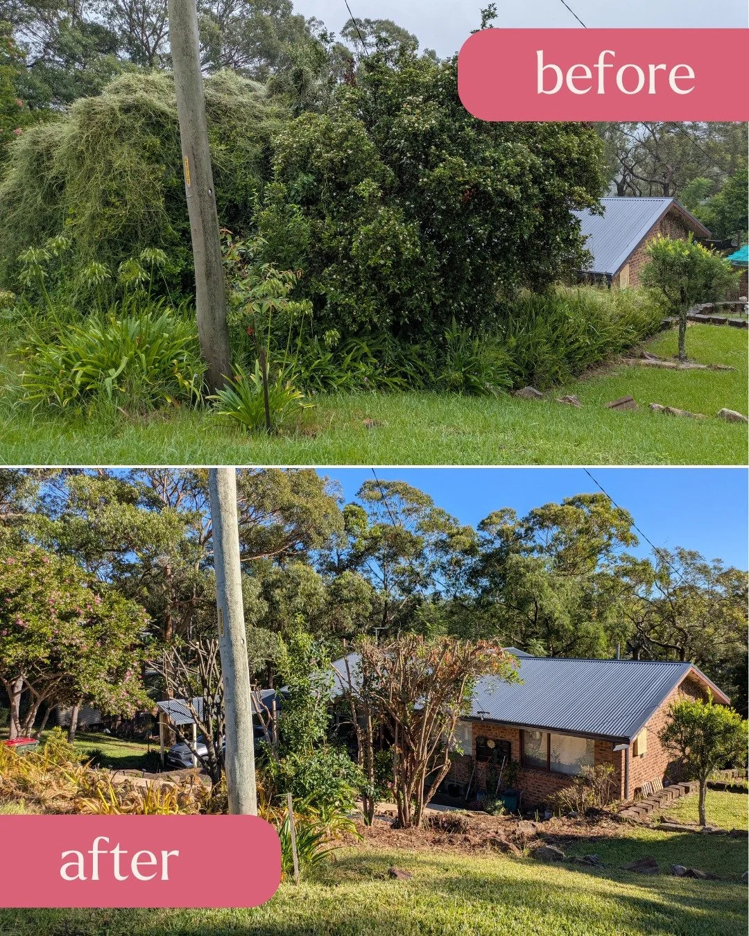 🌿 WEED CLEARING | SPRINGWOOD 🌿
From jungle to garden&mdash;and we're just getting started 💚

Angela's Springwood garden had been completely overtaken by aggressive weeds including fishbone fern, jasmine + dodder&mdash;strangling her trees and maki