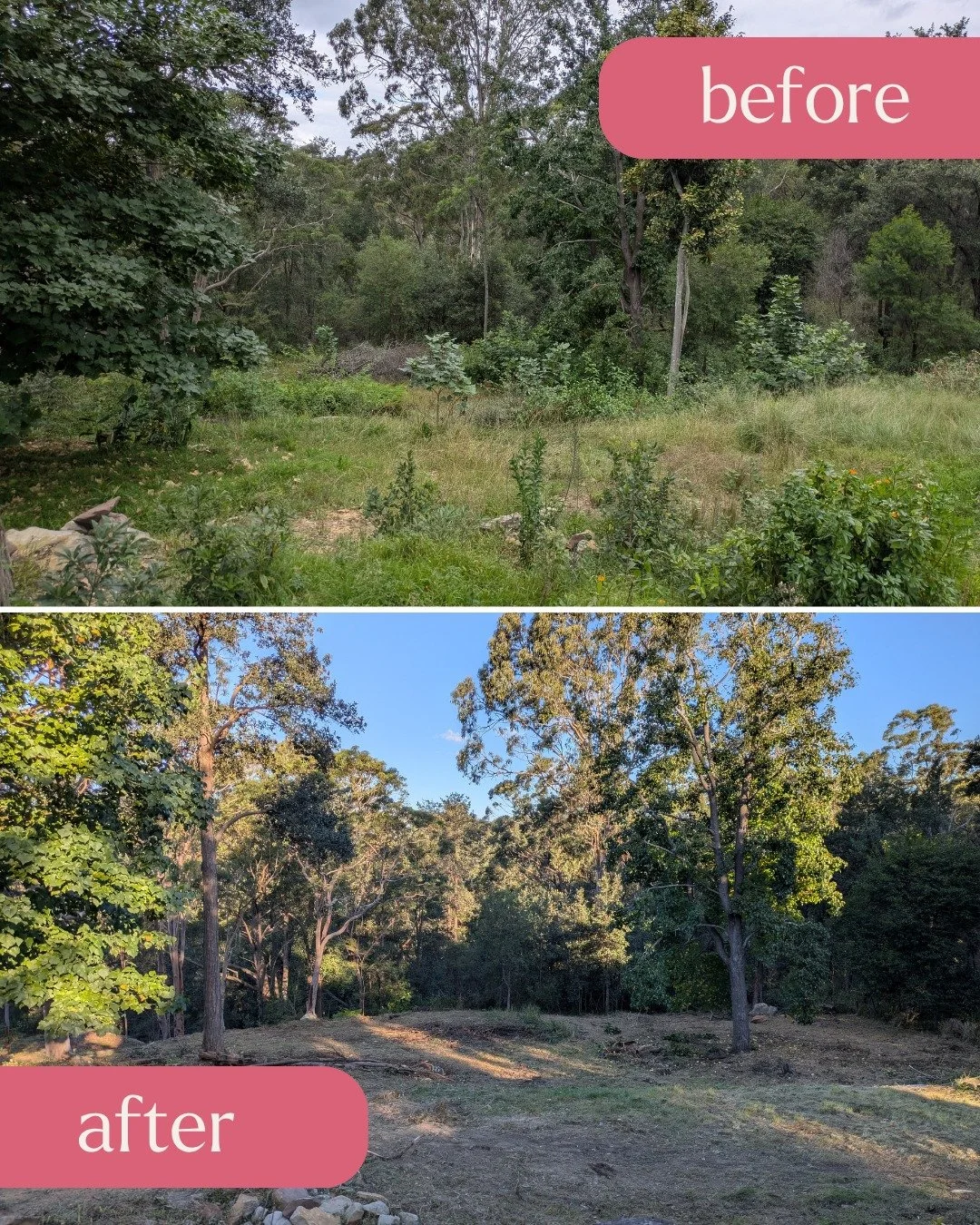 🌸 ACRE BLOCK CLEARING | WARRIMOO 🌸
From completely overgrown to reclaimed + ready for anything 💚

Jeannie's one-acre block had become completely overrun with aggressive weeds&mdash;lantana, privet, monstera, jasmine + overgrown grass taking over e