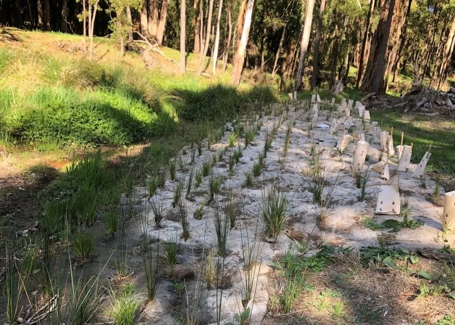 Improving ecosystem health in local waterways