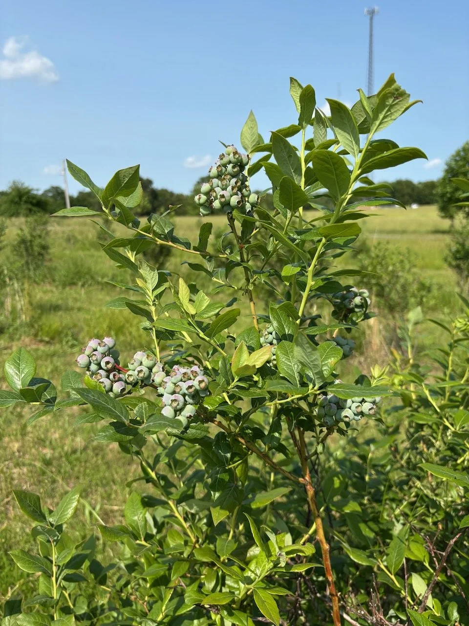 A blueberry bush with clusters of unripe blueberries on a sunny day with a grassy field and clear blue sky in the background.