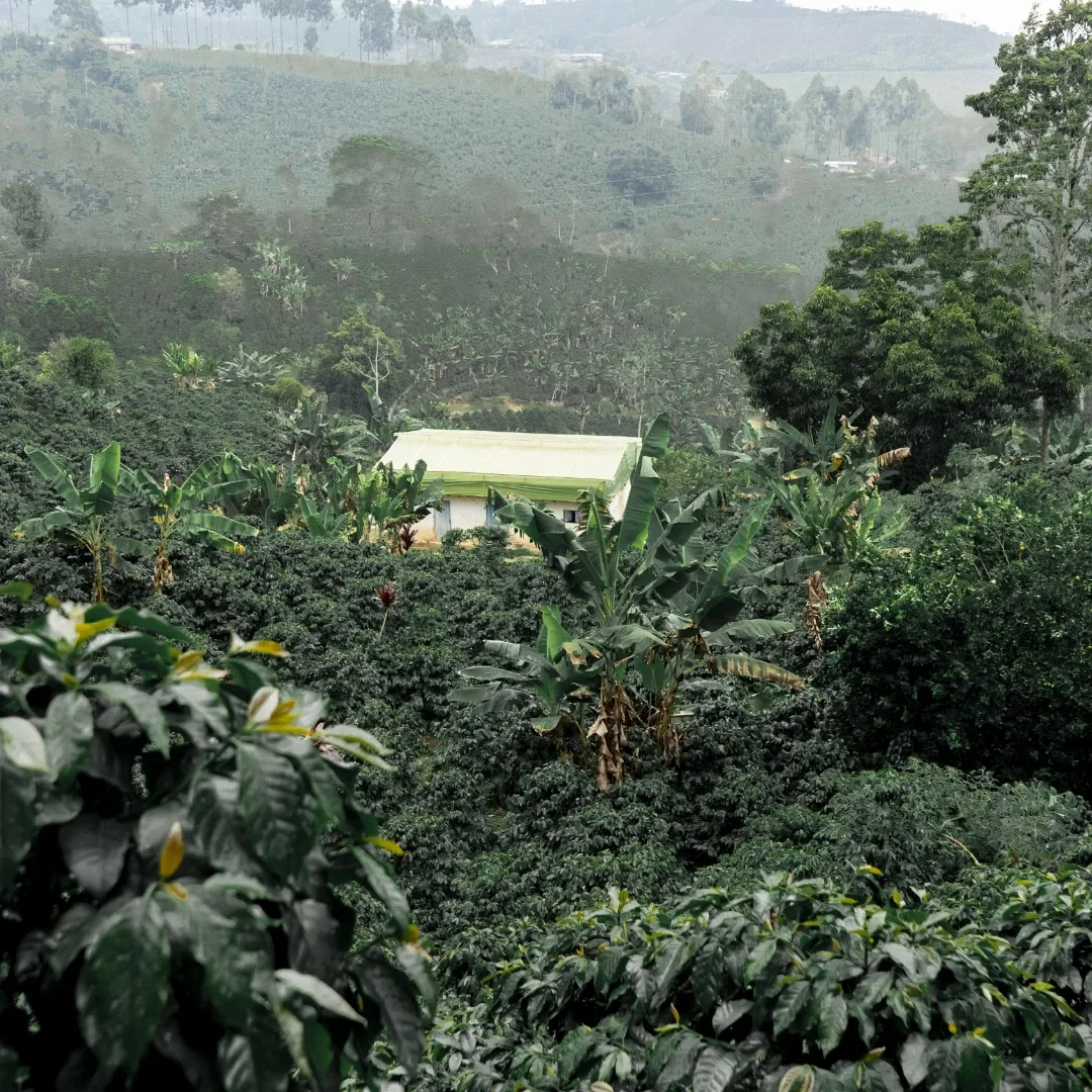 Plantation de café à la ferme El Placer, en Colombie, dans un paysage brumeux de végétation tropicale luxuriante et de culture du café sous couvert arboré. Dialogue Torréfaction.