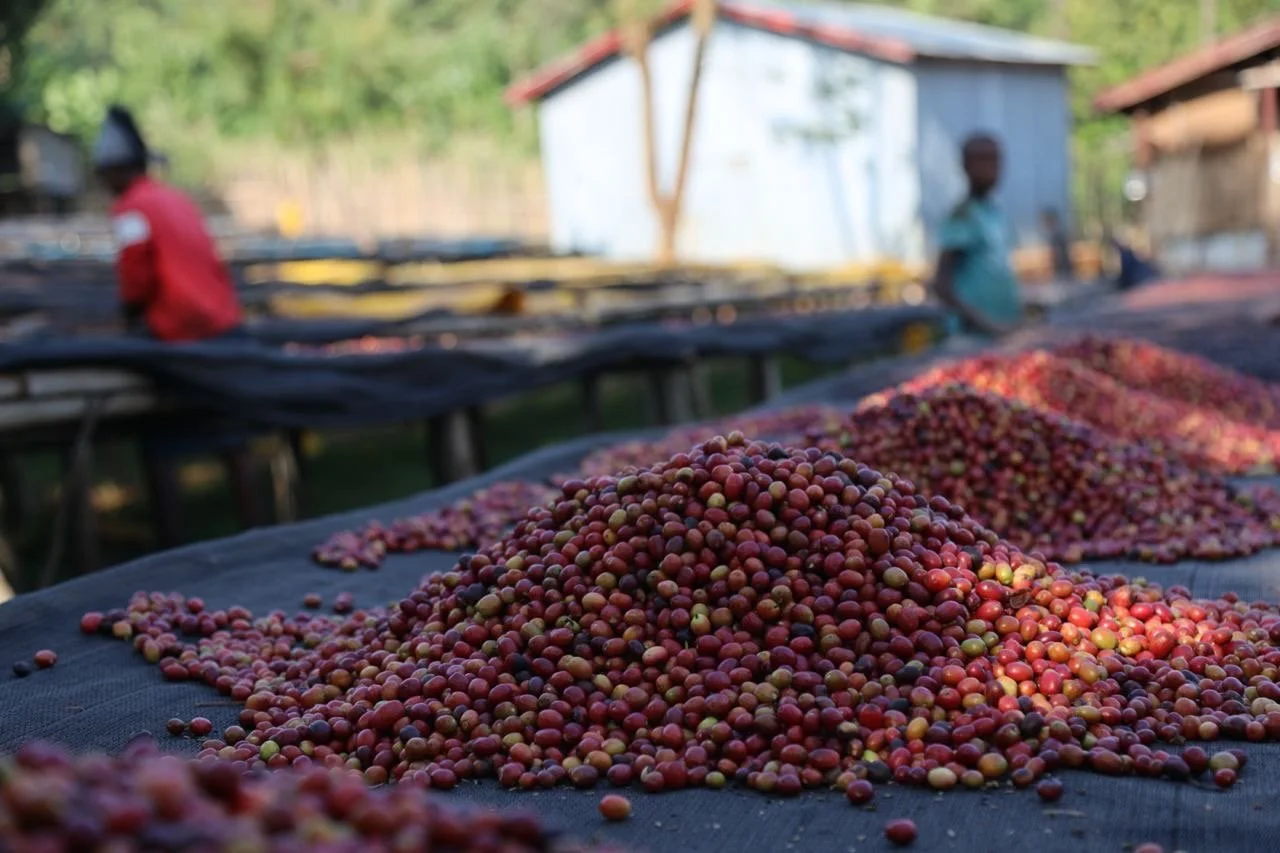 Cerises de café en séchage naturel sur lits africains à Sidama, en Éthiopie