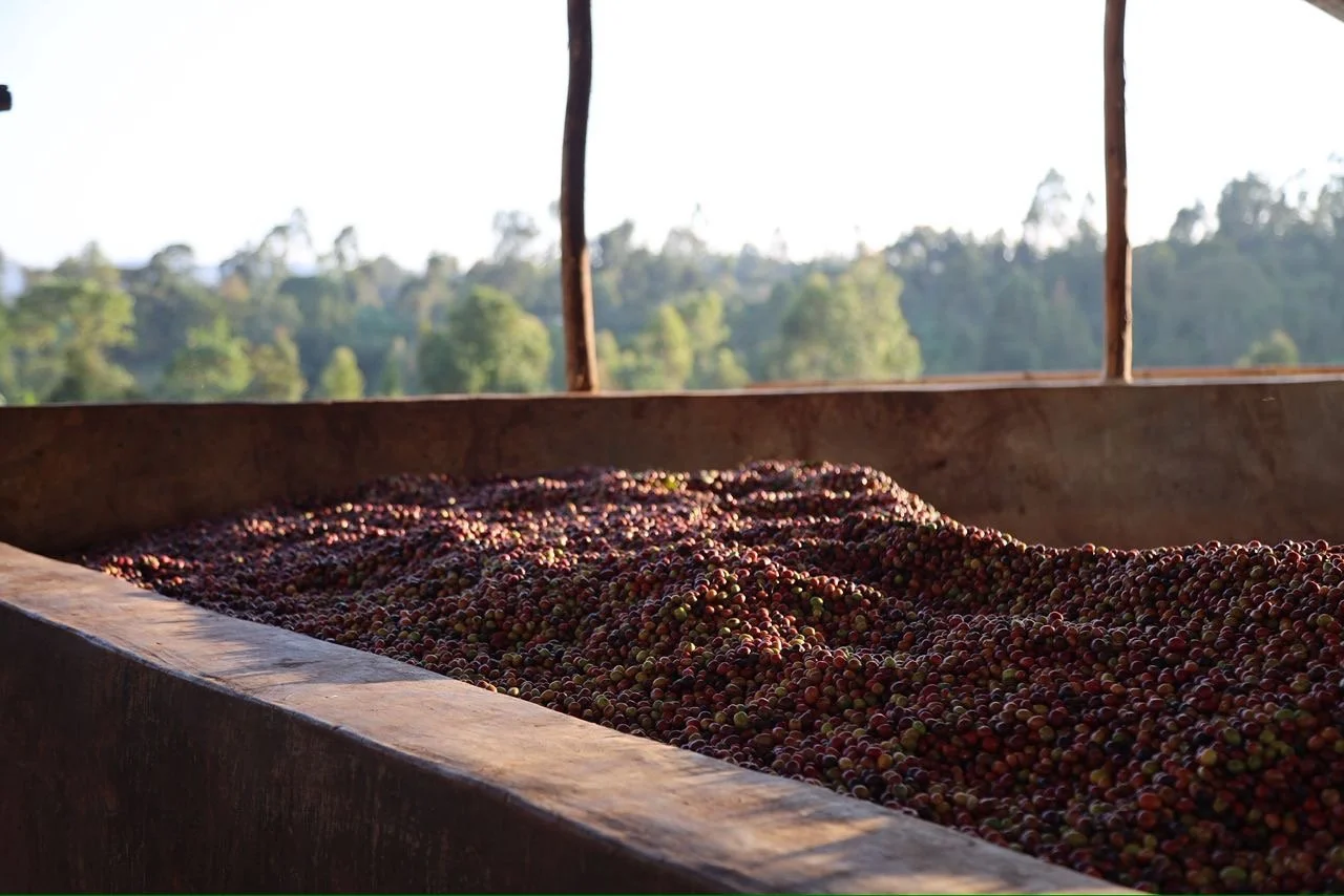Cerises de café fraîchement récoltées en attente de tri et de lavage en Éthiopie, Sidama