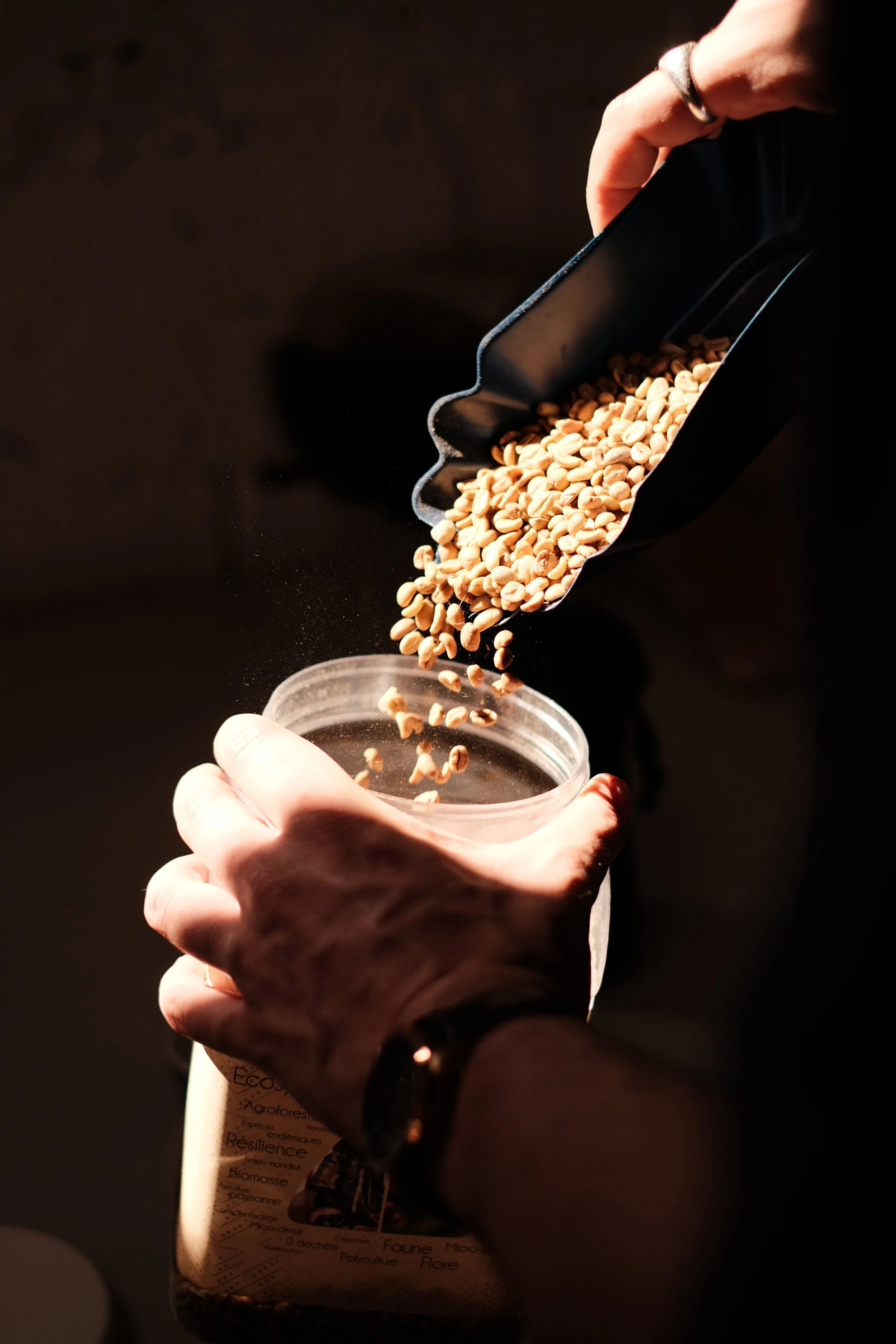 Échantillonnage de café vert avant torréfaction dans l'atelier de Dialogue Torréfaction