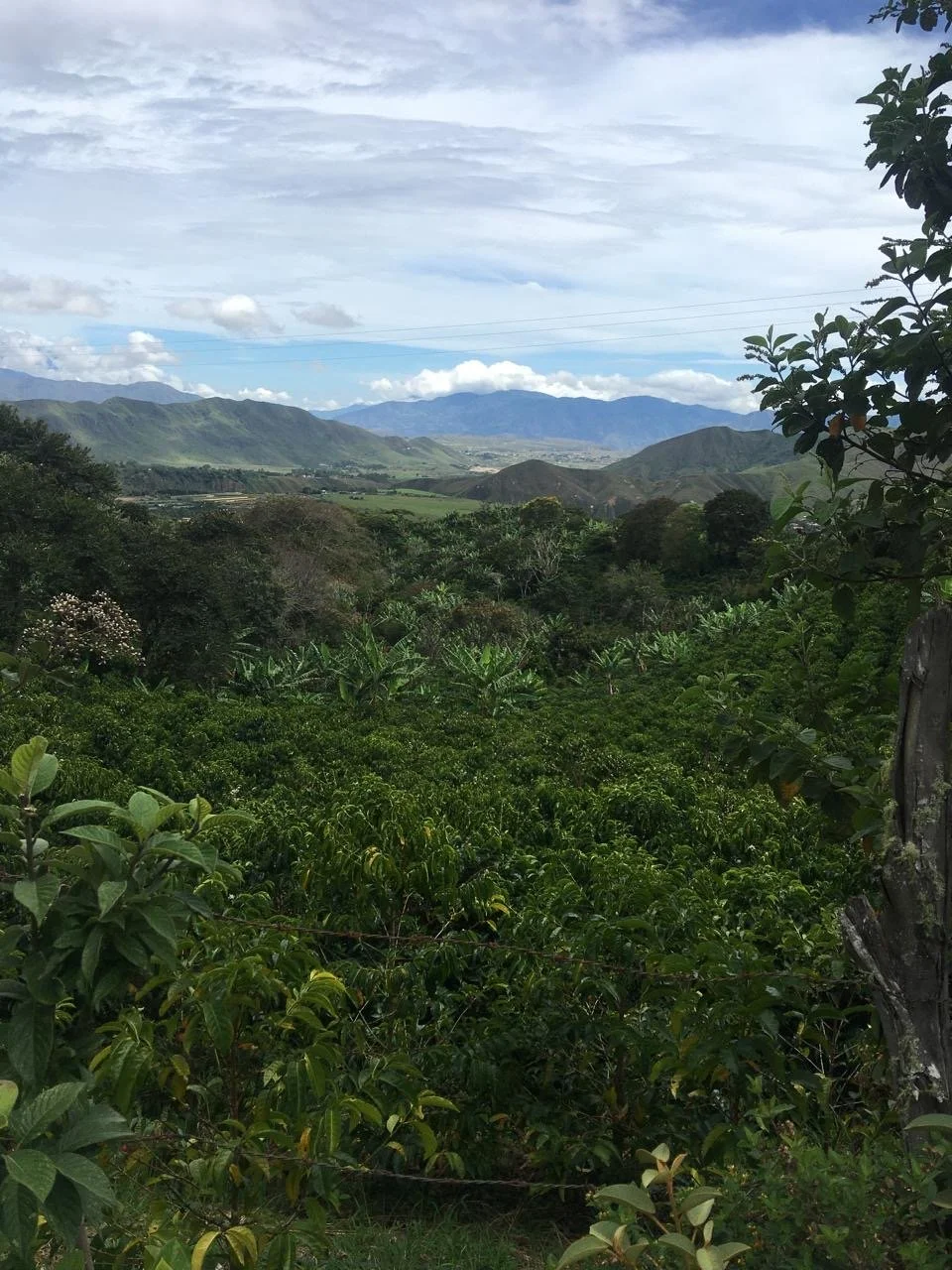 Plantation de café dans la région de Nariño, près de Pasto en Colombie, enveloppée de brume au milieu d’une végétation tropicale luxuriante.