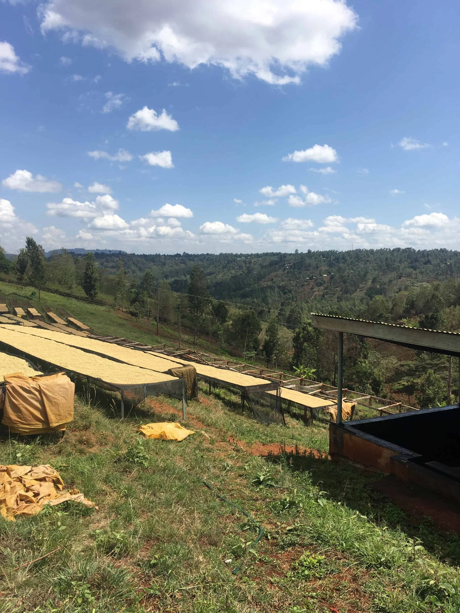 Séchage au soleil de grains de café lavé sur des lits de séchage surélevés, dans la région de Nyeri au Kenya, avec les montagnes en arrière-plan.