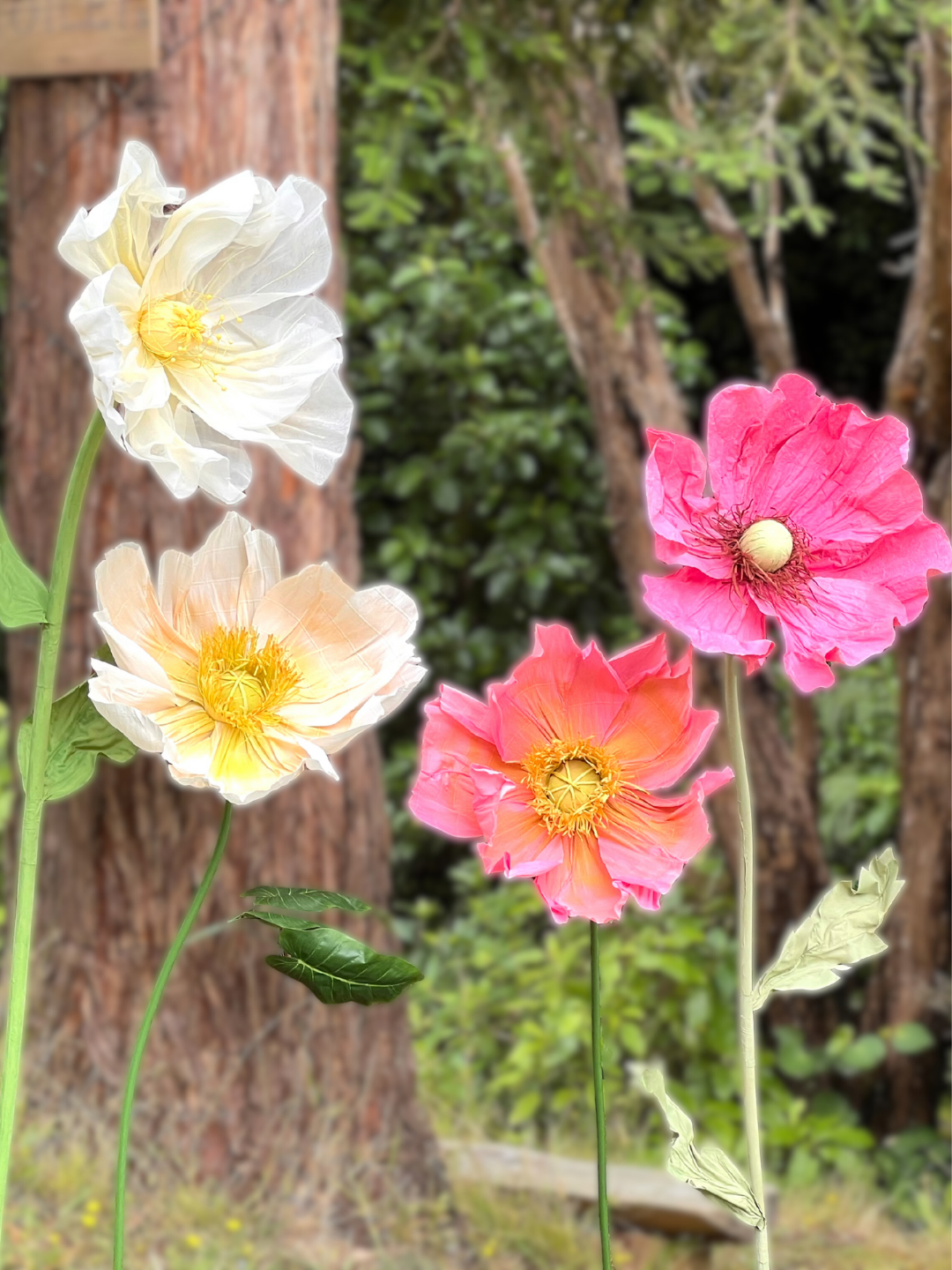 Colorful poppy flowers in a garden with a tree trunk and green foliage in the background.