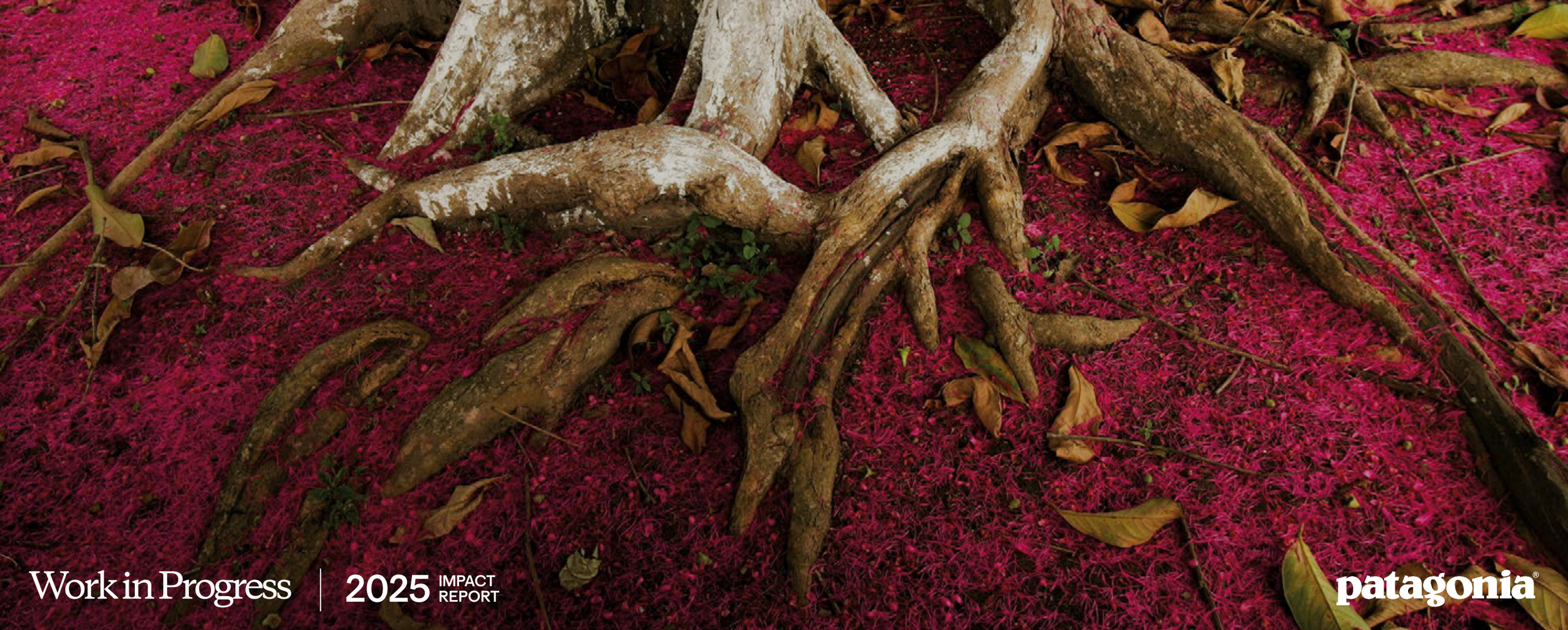 L’imperfection comme stratégie : que nous dit vraiment le Pratfall Effect lorsque l’on parle de durabilité ?