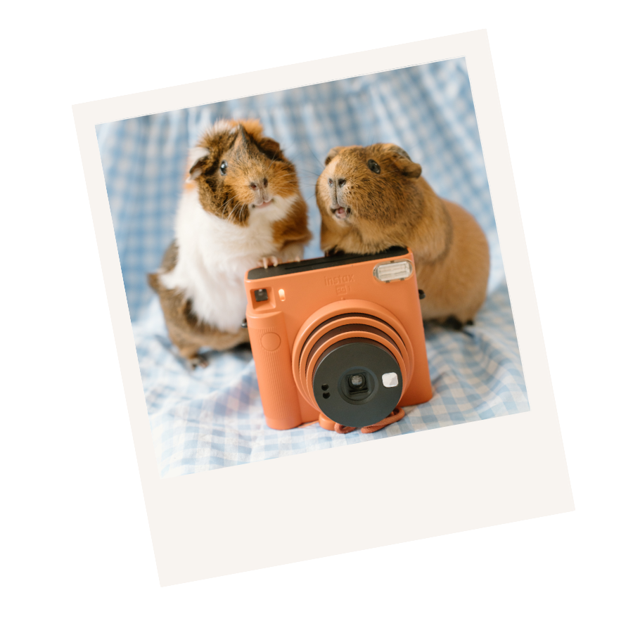 Digitally made Instax Graphic with Eva Waltz Photography's two guinea pigs posing on top of her orange Instax camera with a blue gingham backdrop.
