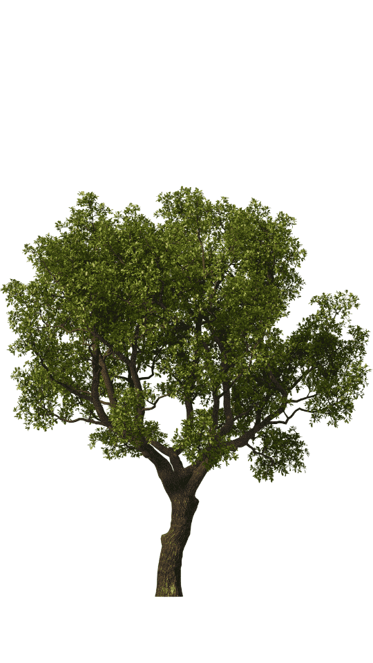 Stella Rise Community spendet an United Nations Klimaschutz