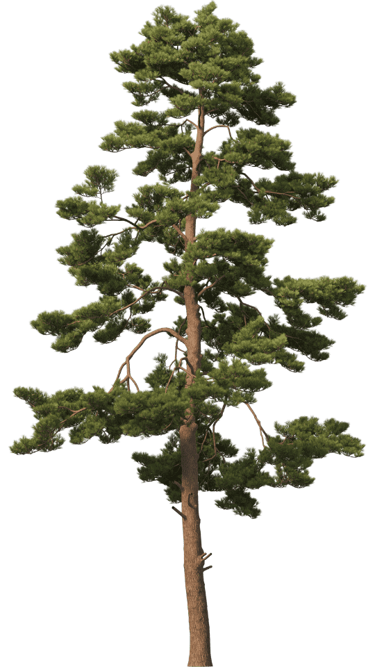 Stella Rise Community für Klimaschutz