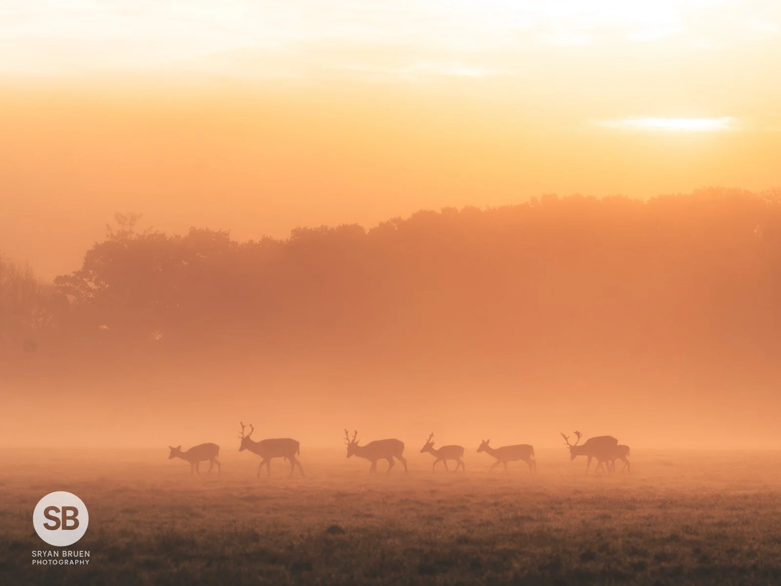 2024-11-11 Phoenix Park deer fog sunrise 5 11 November 2024.jpg