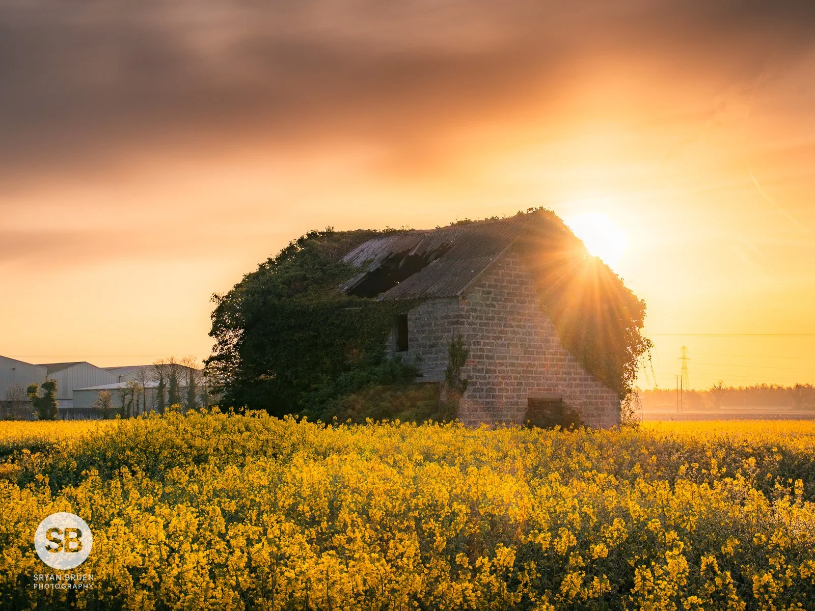 2025-04-22 Batter Lane Balheary rapeseed sunrise starburst 22 April 2025.jpg