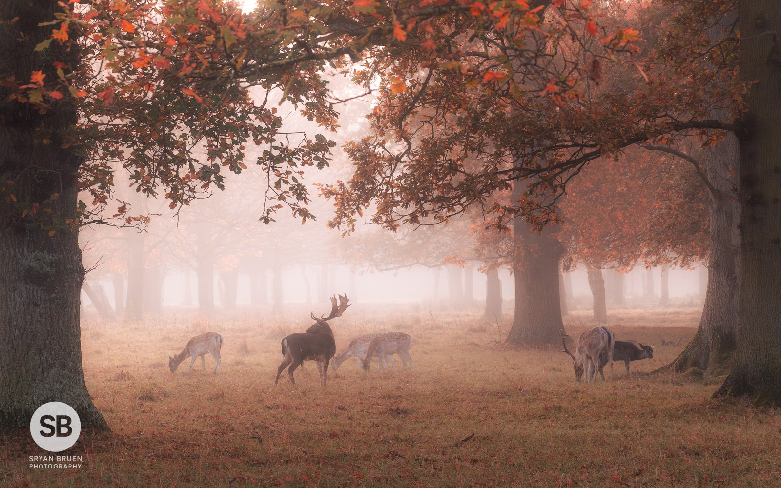 2024-11-11 Phoenix Park deer mist autumn colours 11 November 2024.jpg