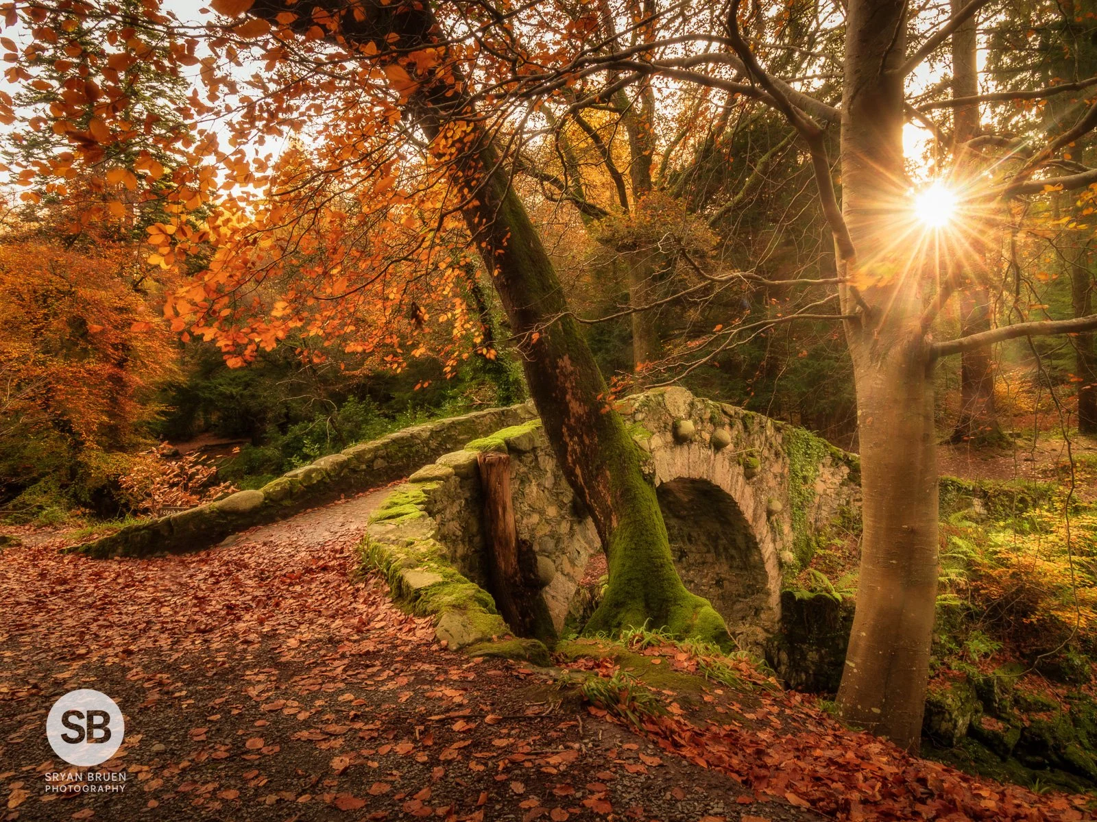 2025-11-10 Foley's Bridge Tollymore Forest Park starburst autumn.jpg