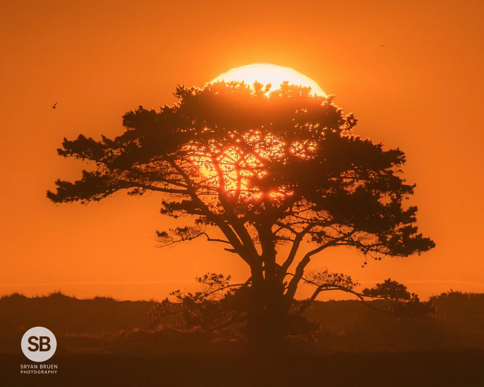 2026-04-28 Portmarnock tree sunrise 2.jpg