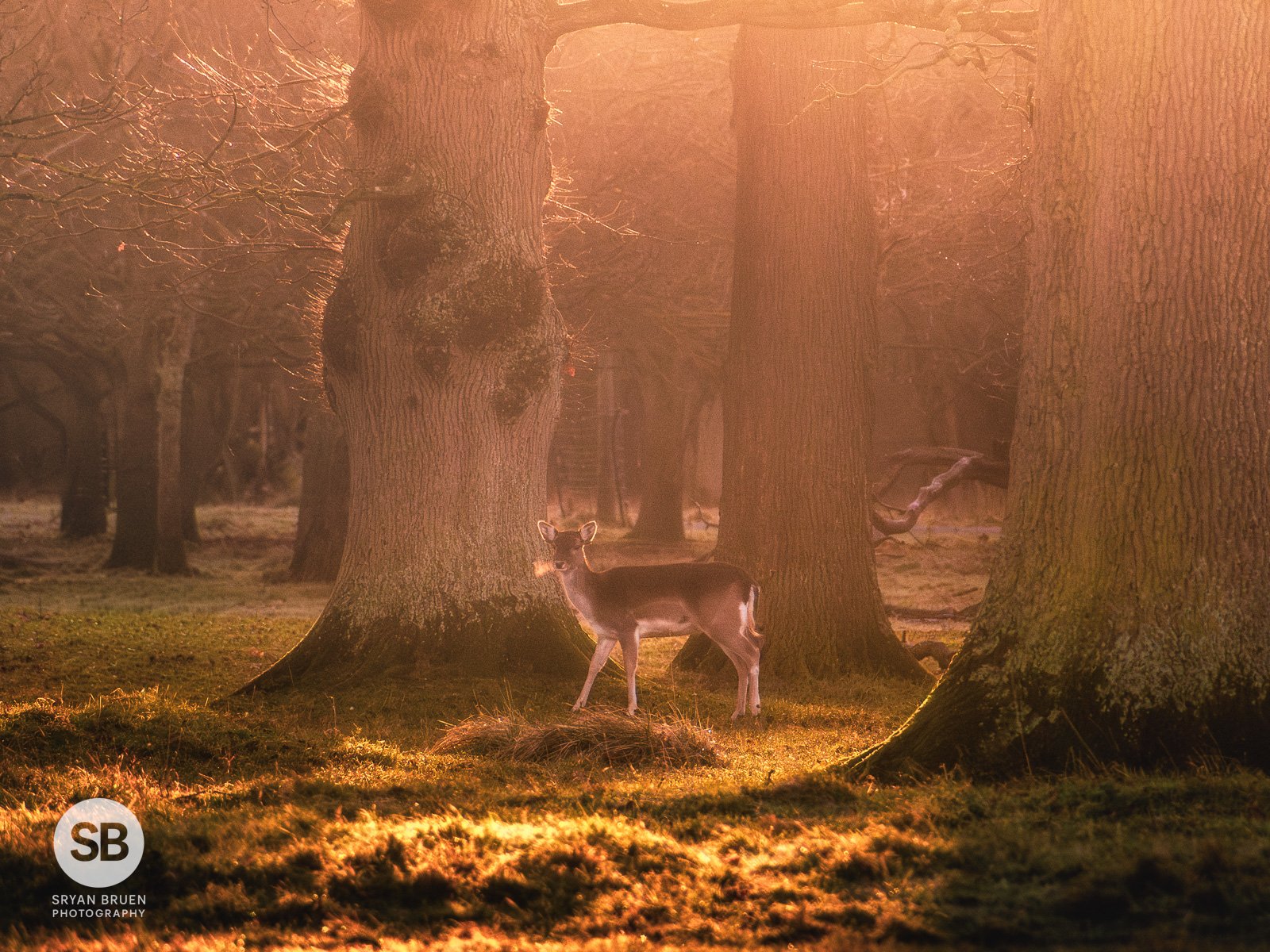 2026-01-10 Phoenix Park deer sunrise light.jpg