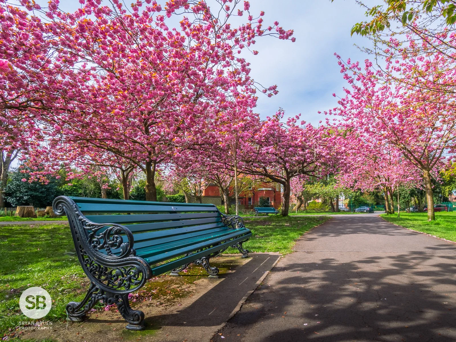 2024-04-11 Herbert Park cherry blossoms 11 April 2024.jpg
