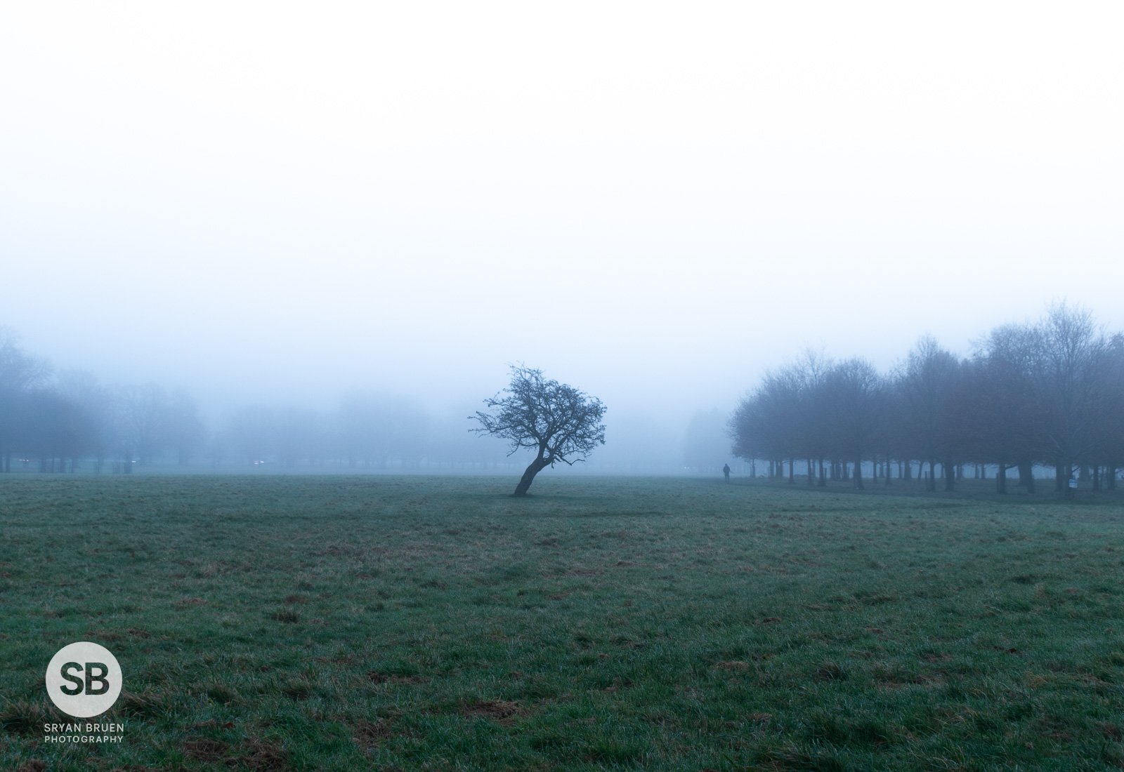 2020-11-26 Phoenix Park lonely tree fog 26 November 2020.jpg