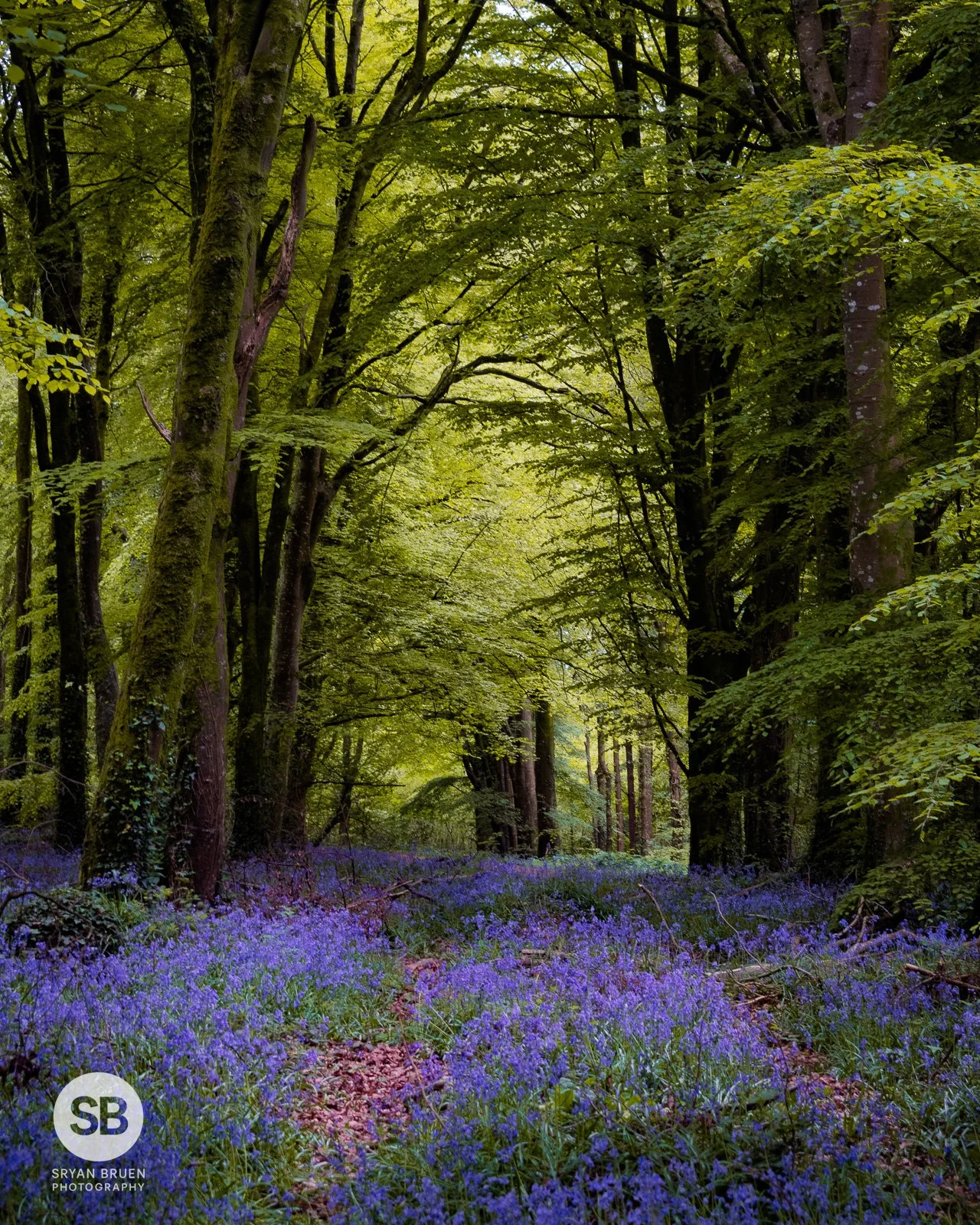 2026-05-03 Moore Abbey Woods bluebells tunnel.jpg