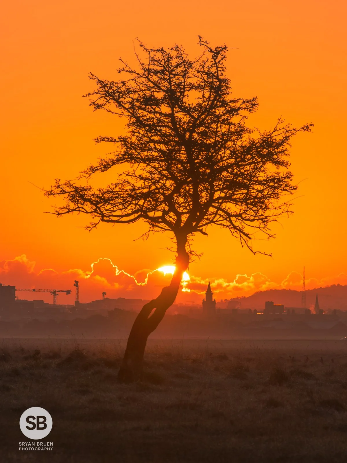 2023-11-11 Phoenix Park sunrise tree 11 November 2023.jpg