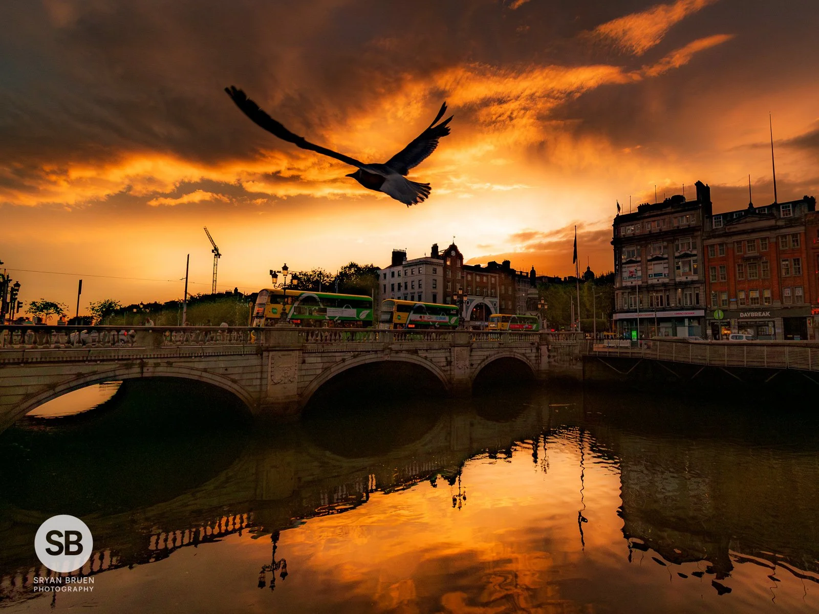 2025-05-20 O'Connell Street bird sunset reflections 20 May 2025.jpg